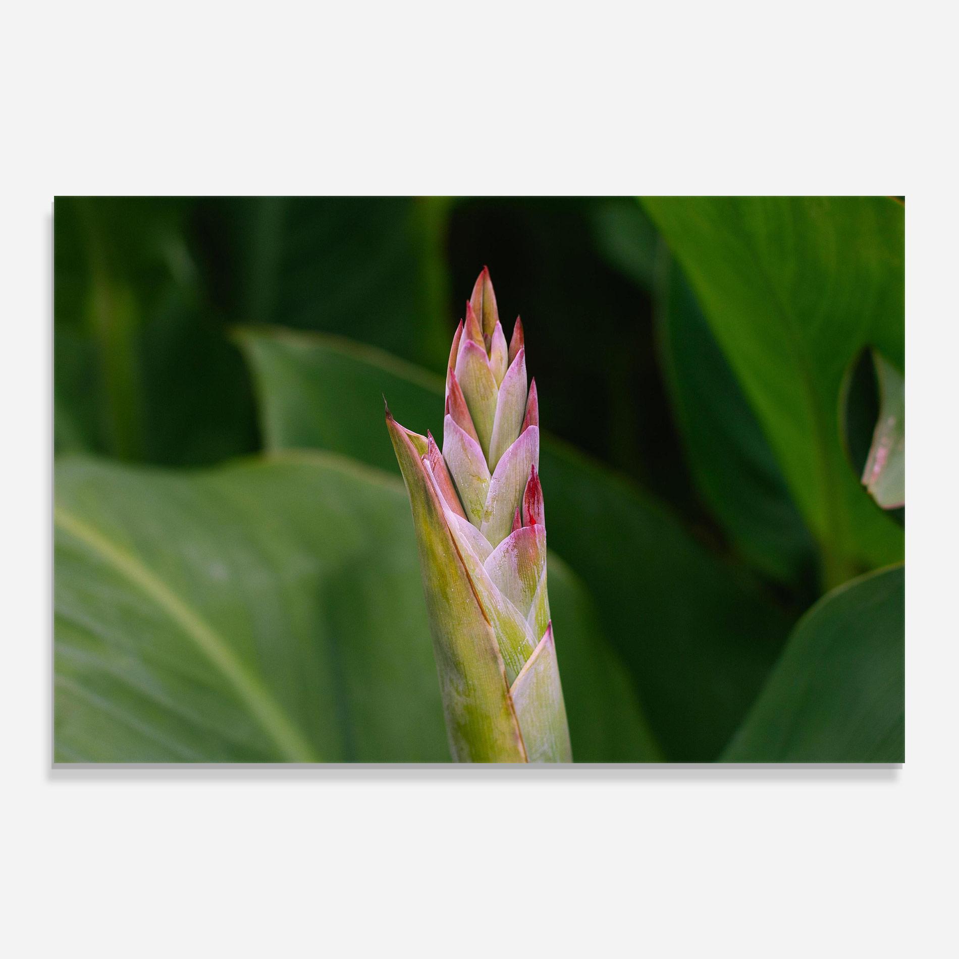 Üvegkép Light Pink Exotic mockup 0