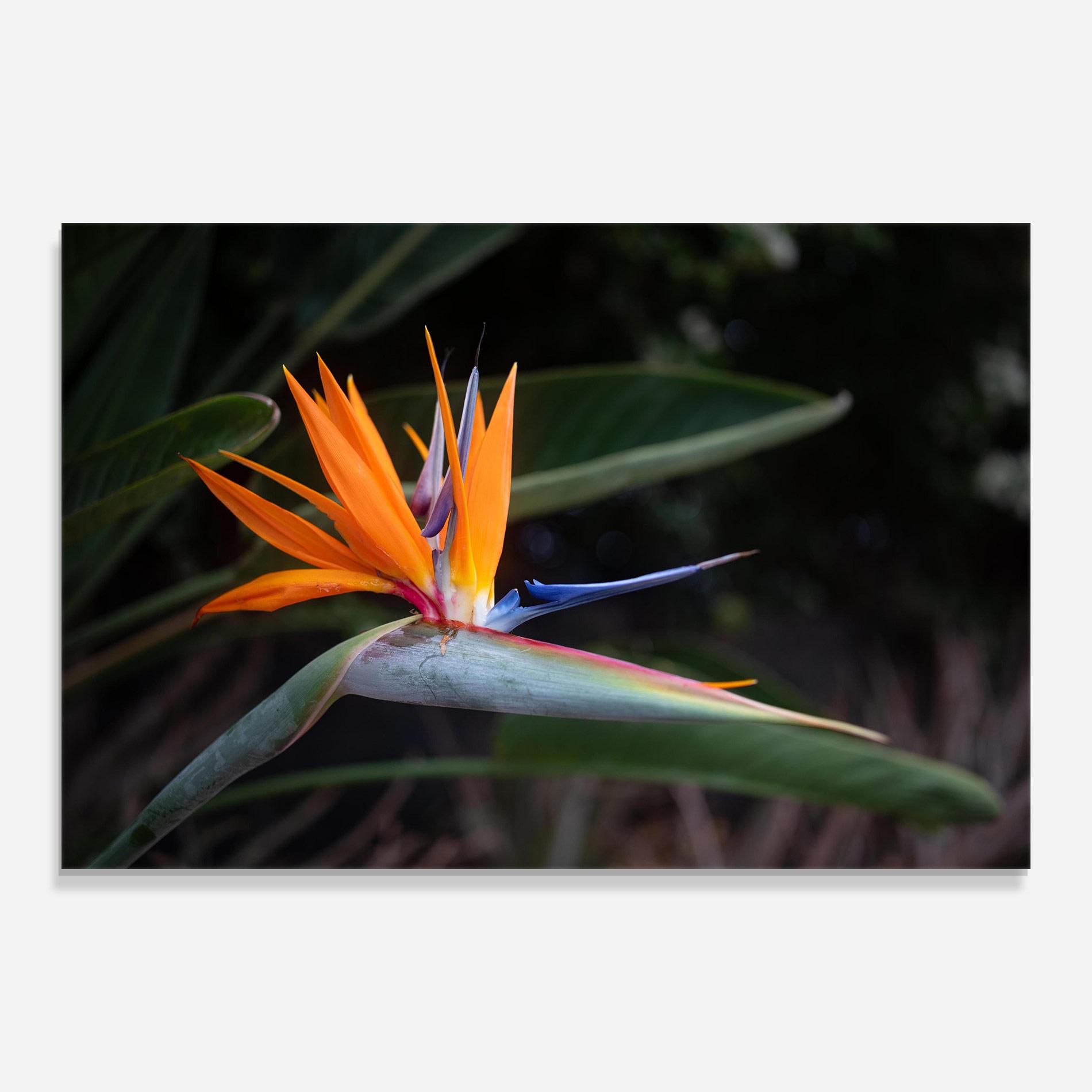 Üvegkép Paradise Plant mockup 0