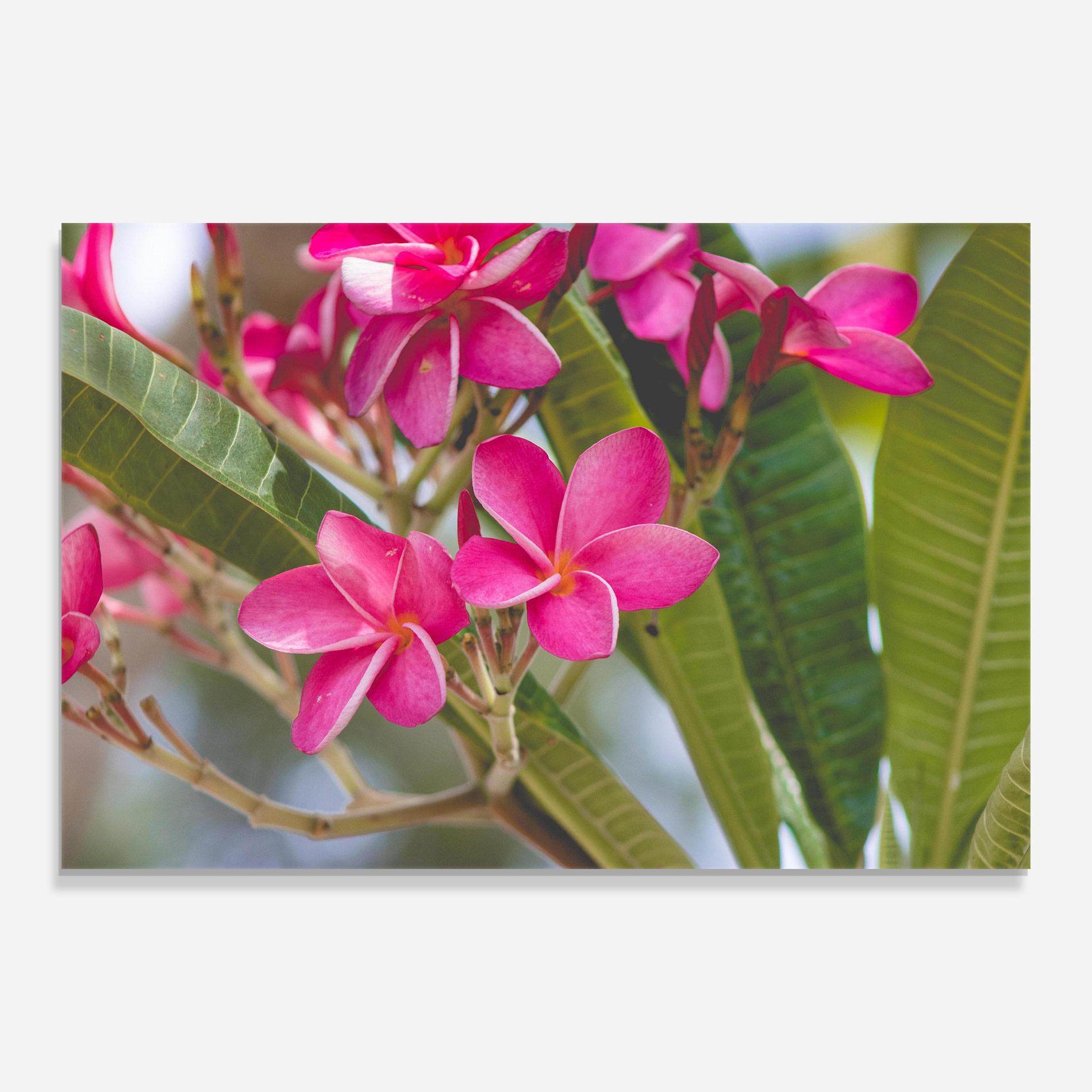 Üvegkép Pink Exotic Flowers mockup 0