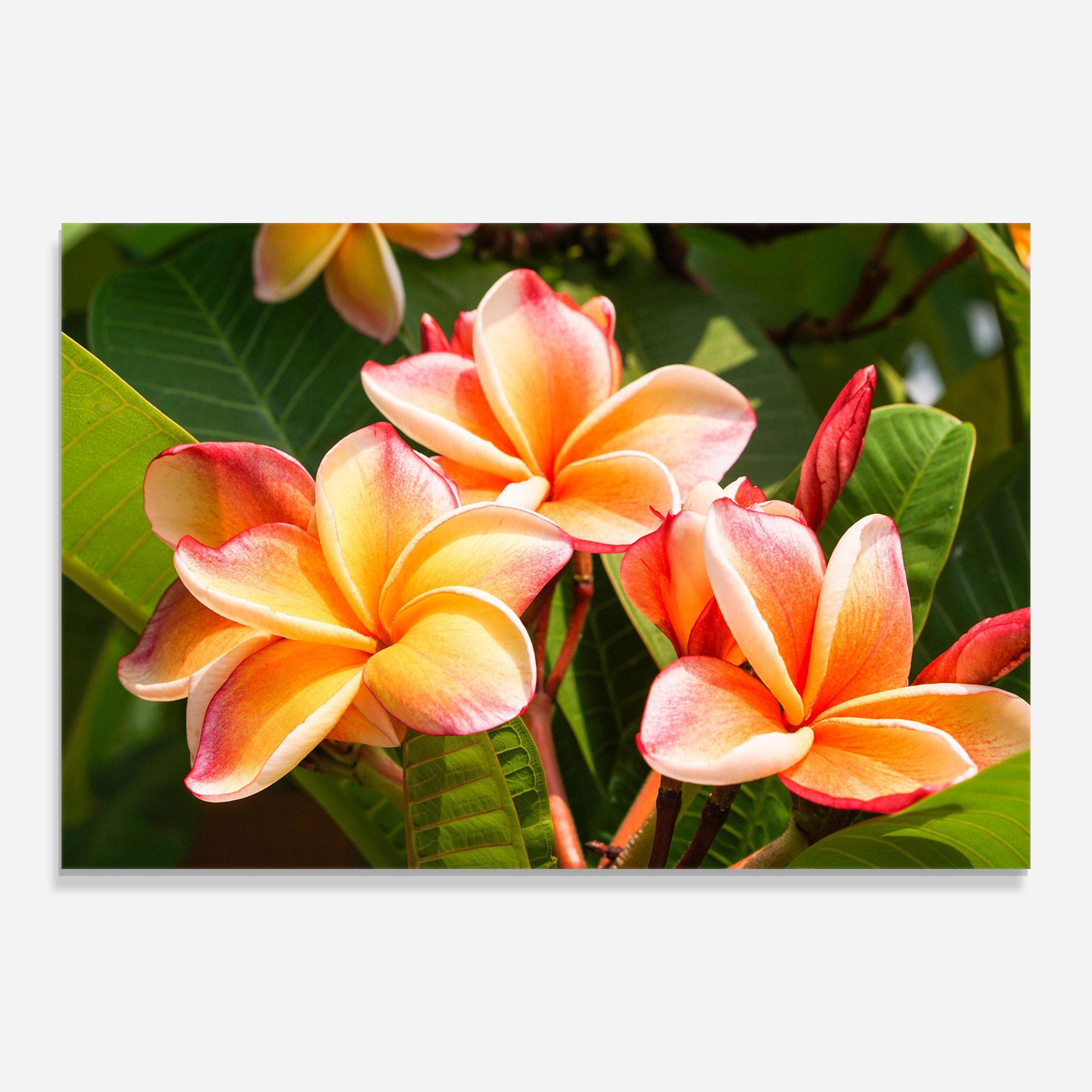 Üvegkép Pretty Plumeria mockup 0