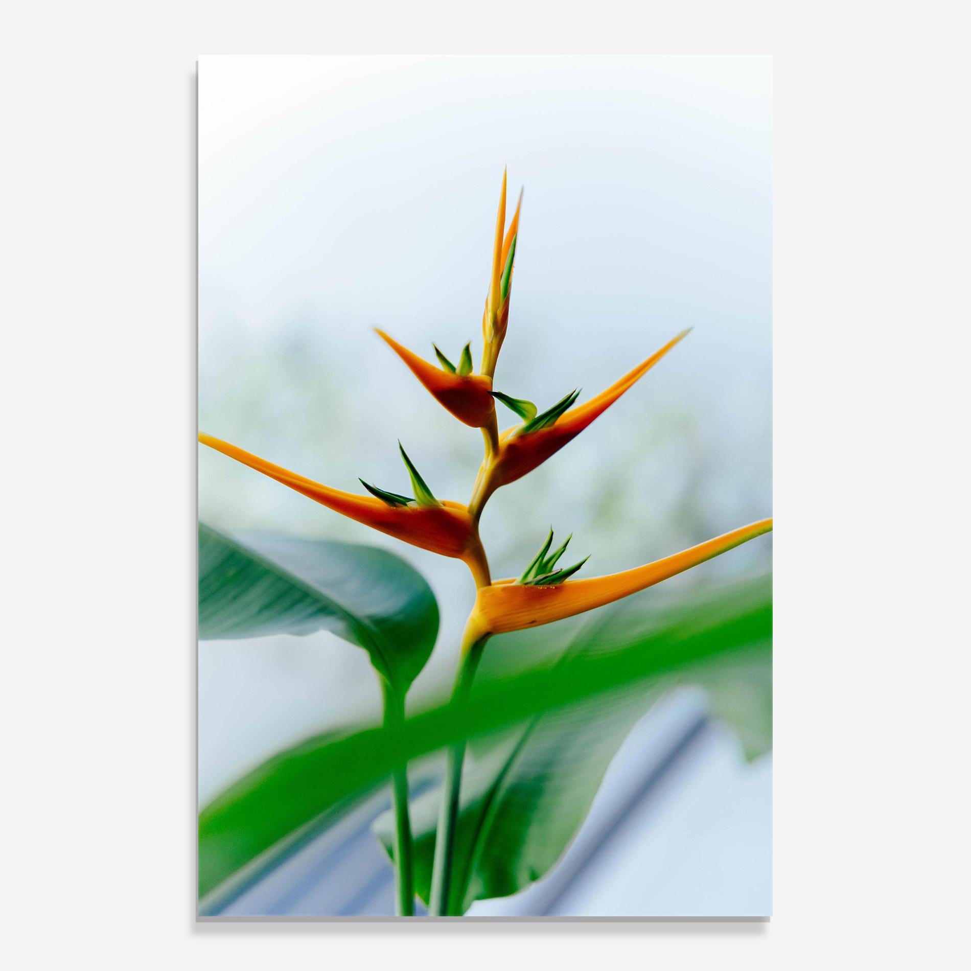 Üvegkép Exotic Orange Green mockup 0
