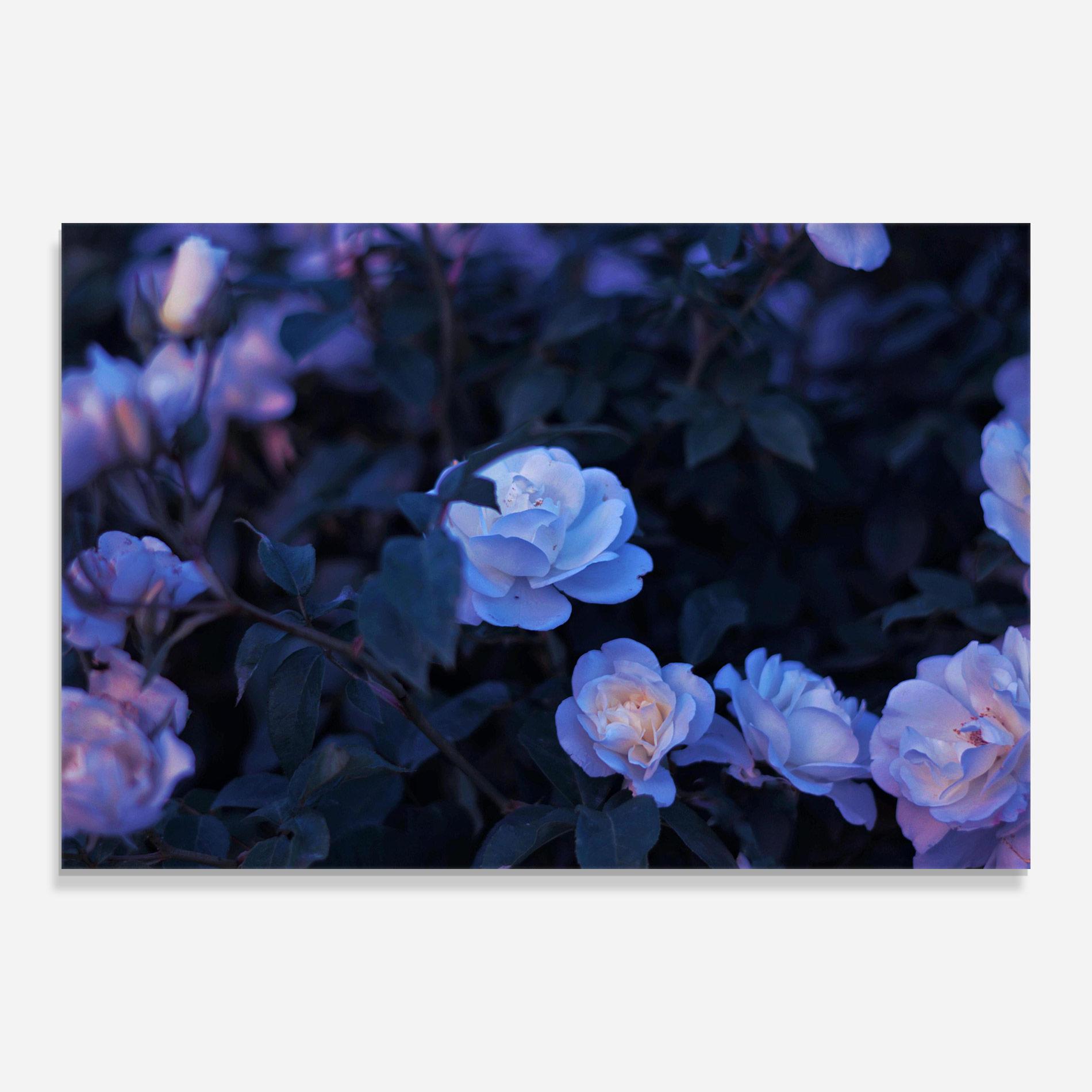Üvegkép Blue Light Rose mockup 0