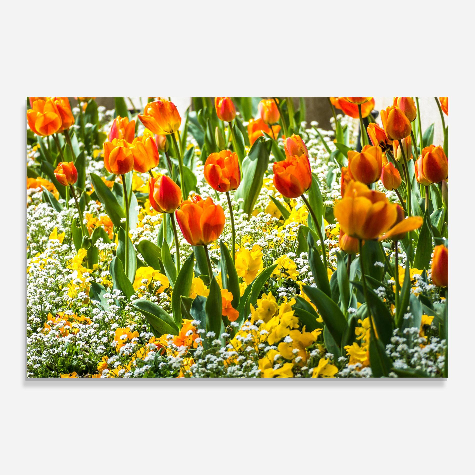 Üvegkép Colorful Tulips Garden mockup 0