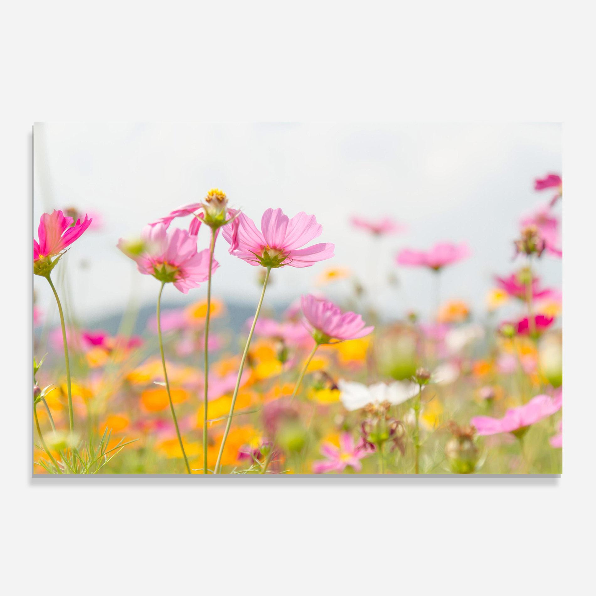 Üvegkép Cosmos Beauty Flowers mockup 0