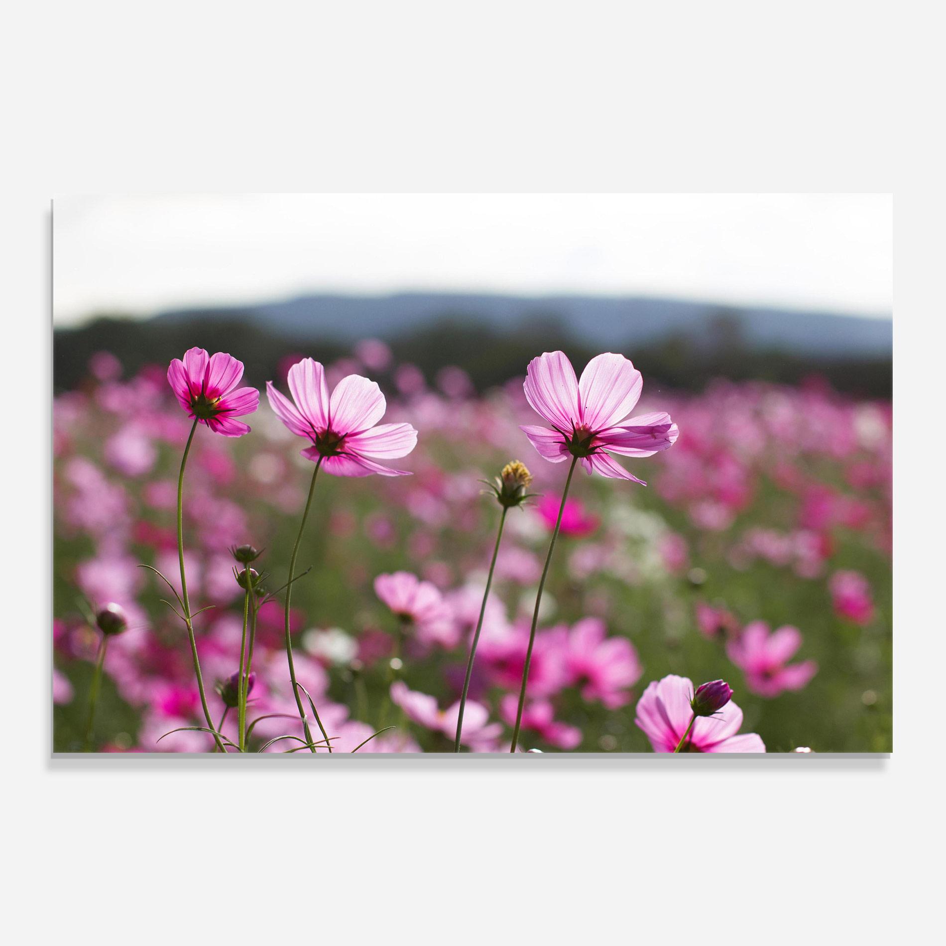 Üvegkép Cosmos Flower mockup 0