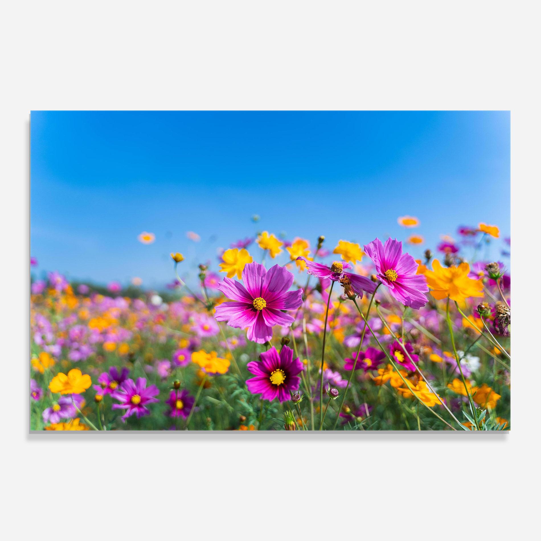Üvegkép Cosmos Flowers Grassland mockup 0