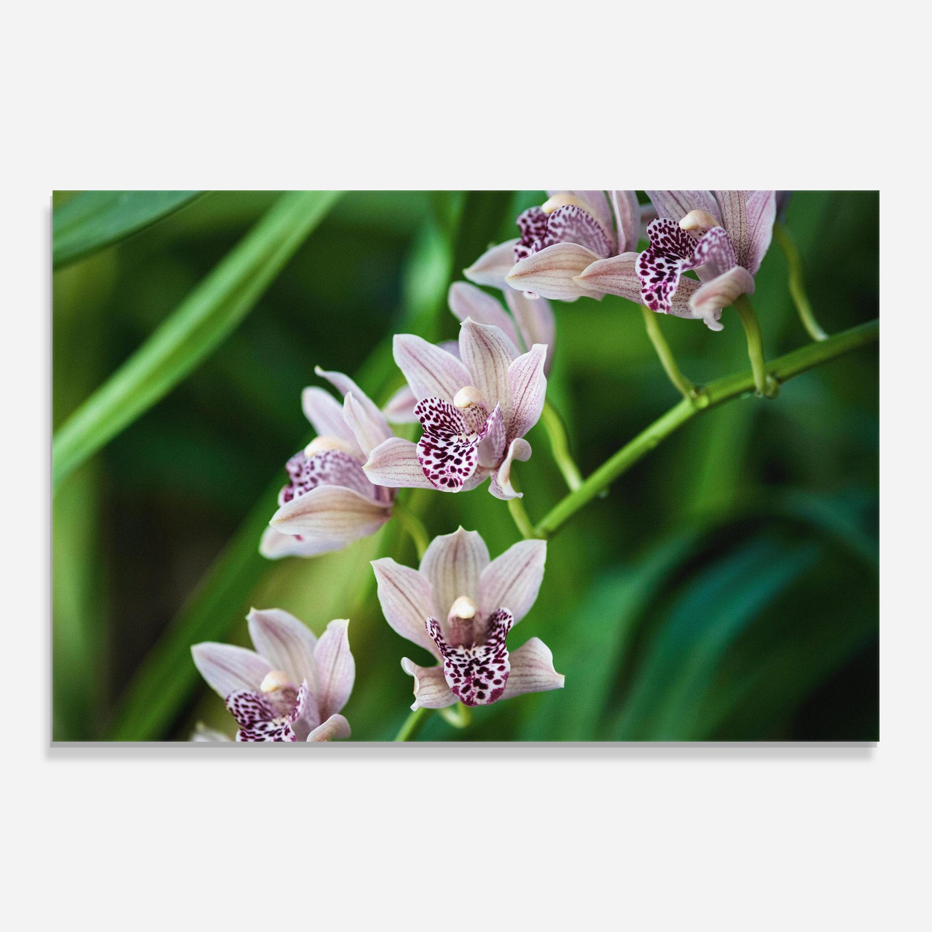 Üvegkép Cymbidium Orchid mockup 0