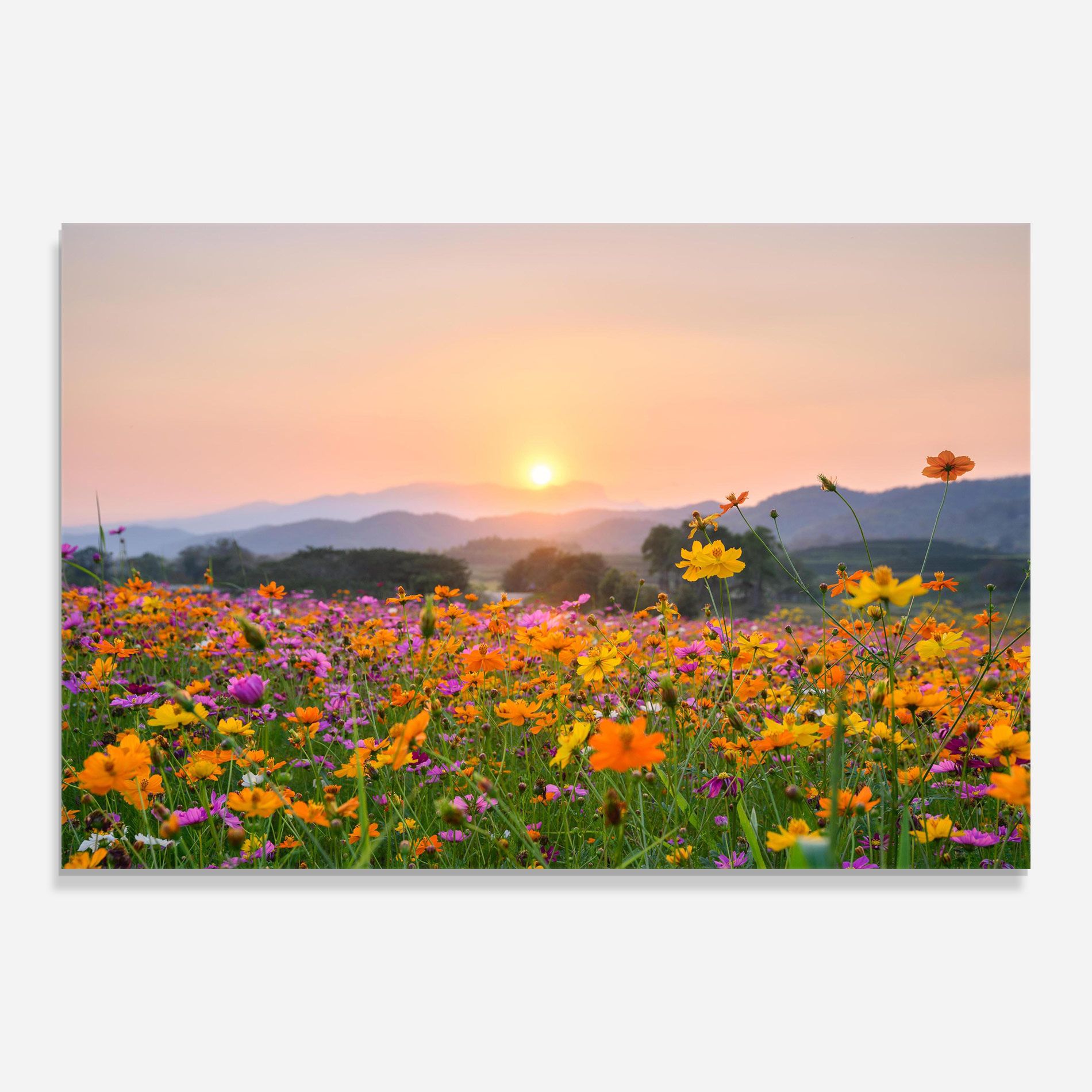 Sunset Mountain Flowerf mockup 0