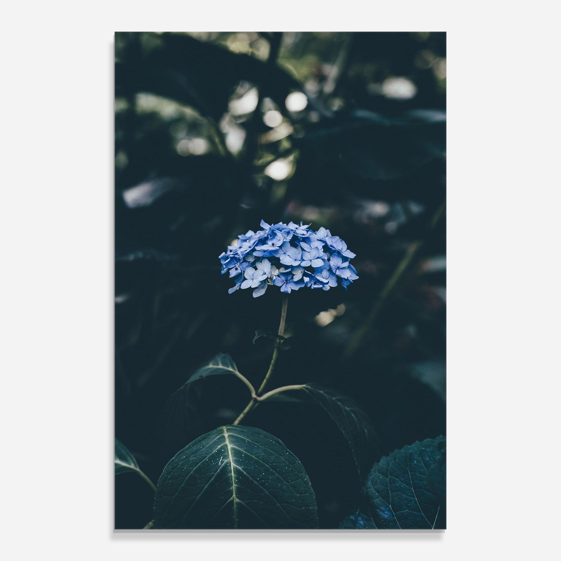 Forest Blue Flower mockup 0