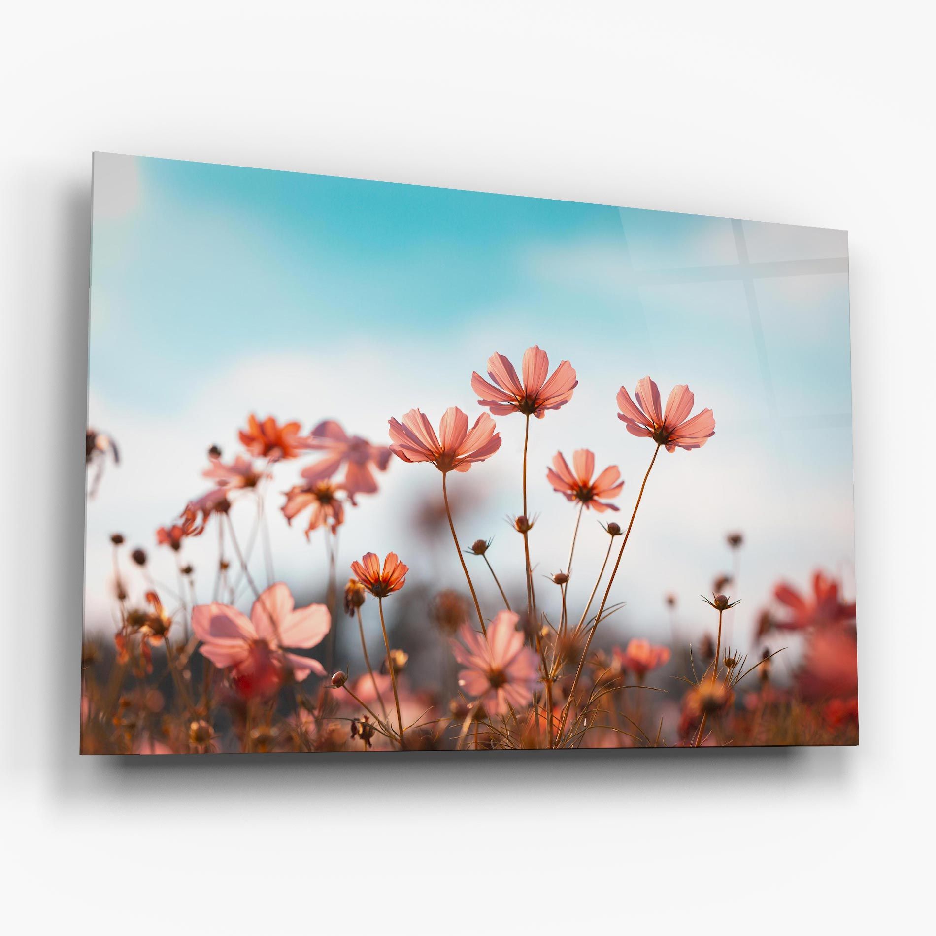 Cosmos Flowers Beautiful mockup 6
