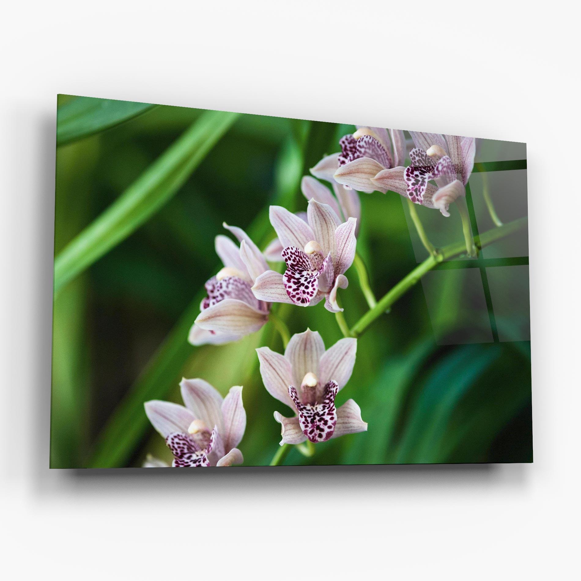 Üvegkép Cymbidium Orchid mockup 6