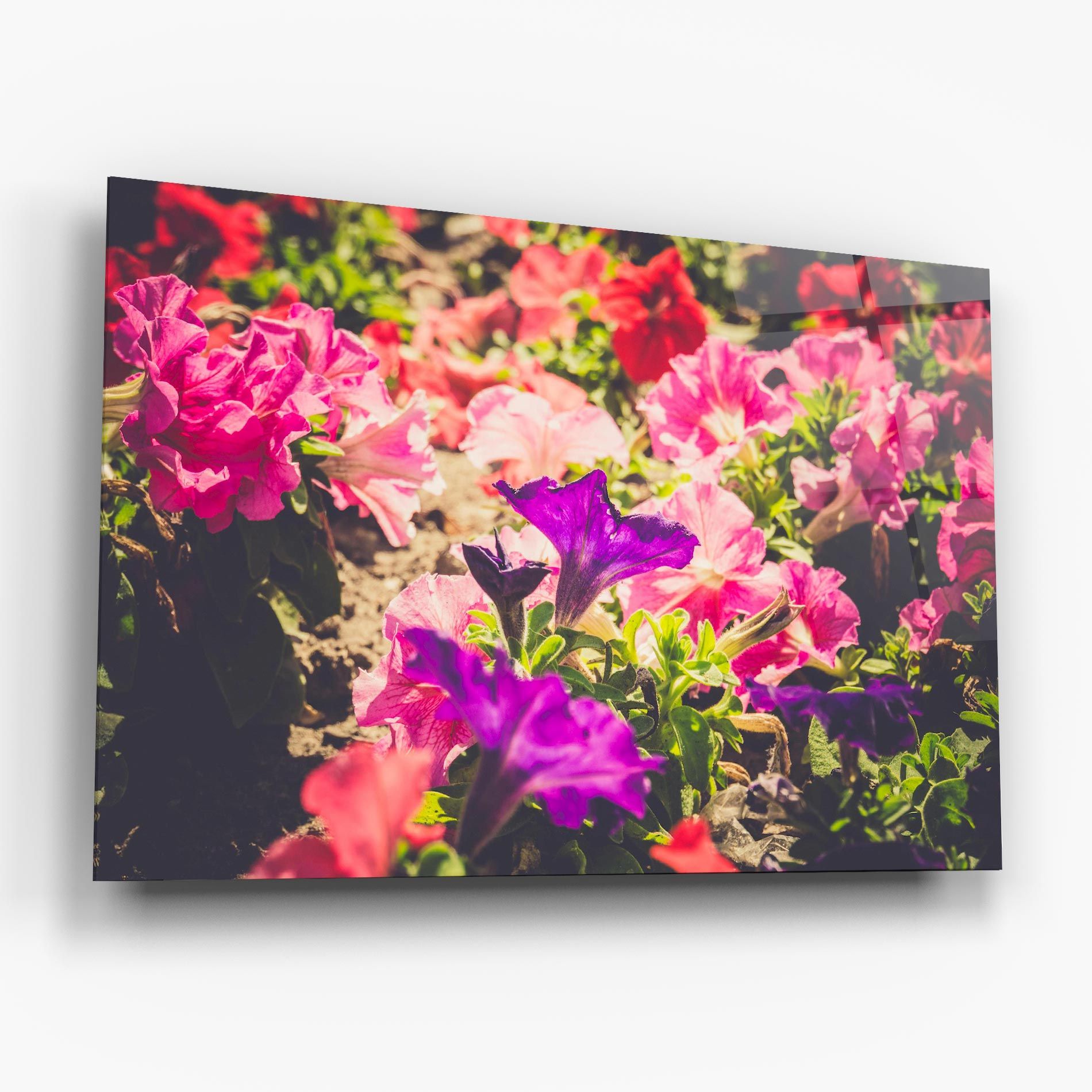 Daylight Purple Flower mockup 6