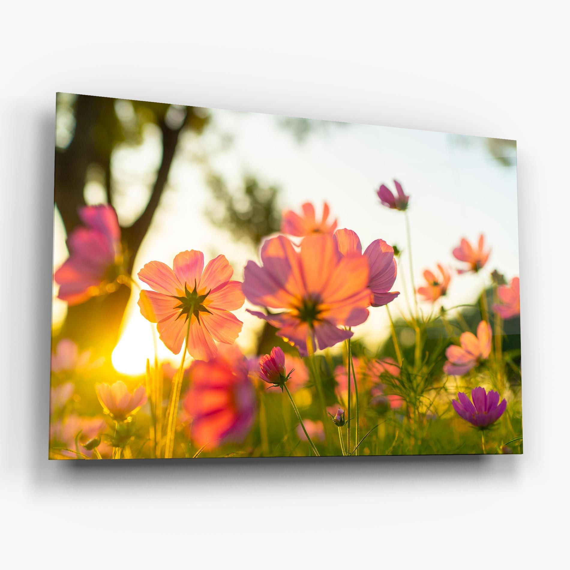 Sunset Blooming Flower mockup 6