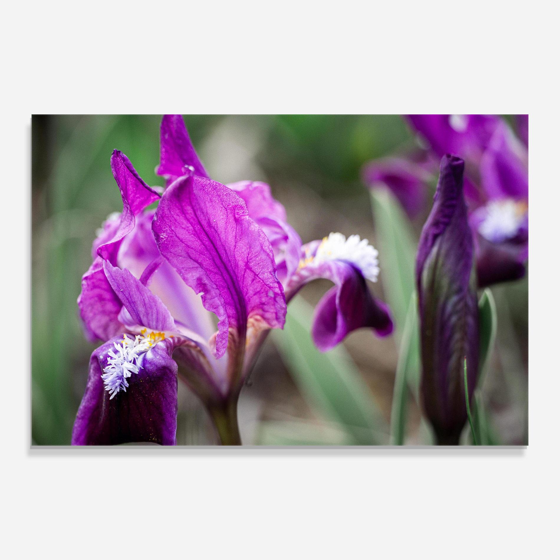 Üvegkép Dark Pink Iris mockup 0