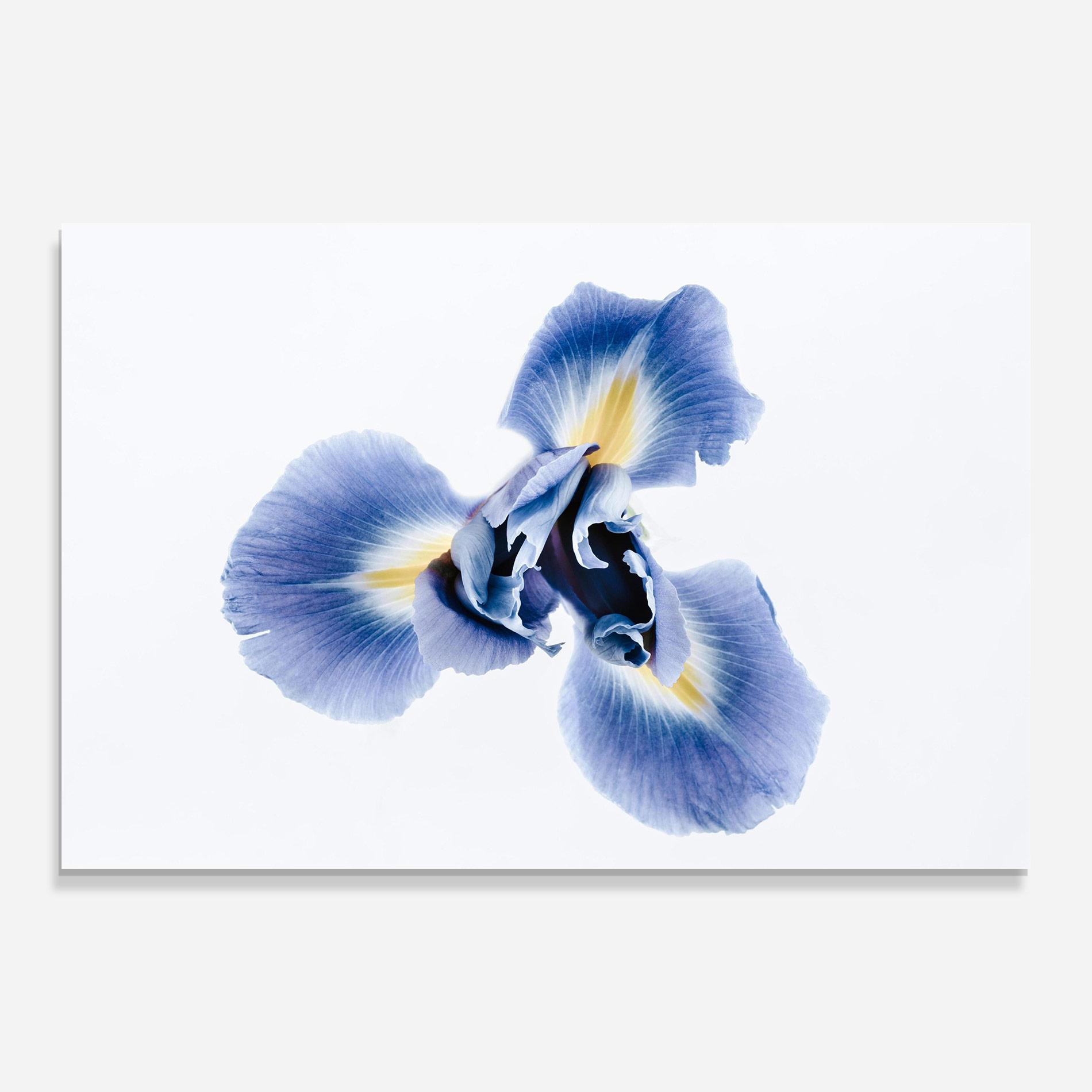 Üvegkép Iris Flower mockup 0