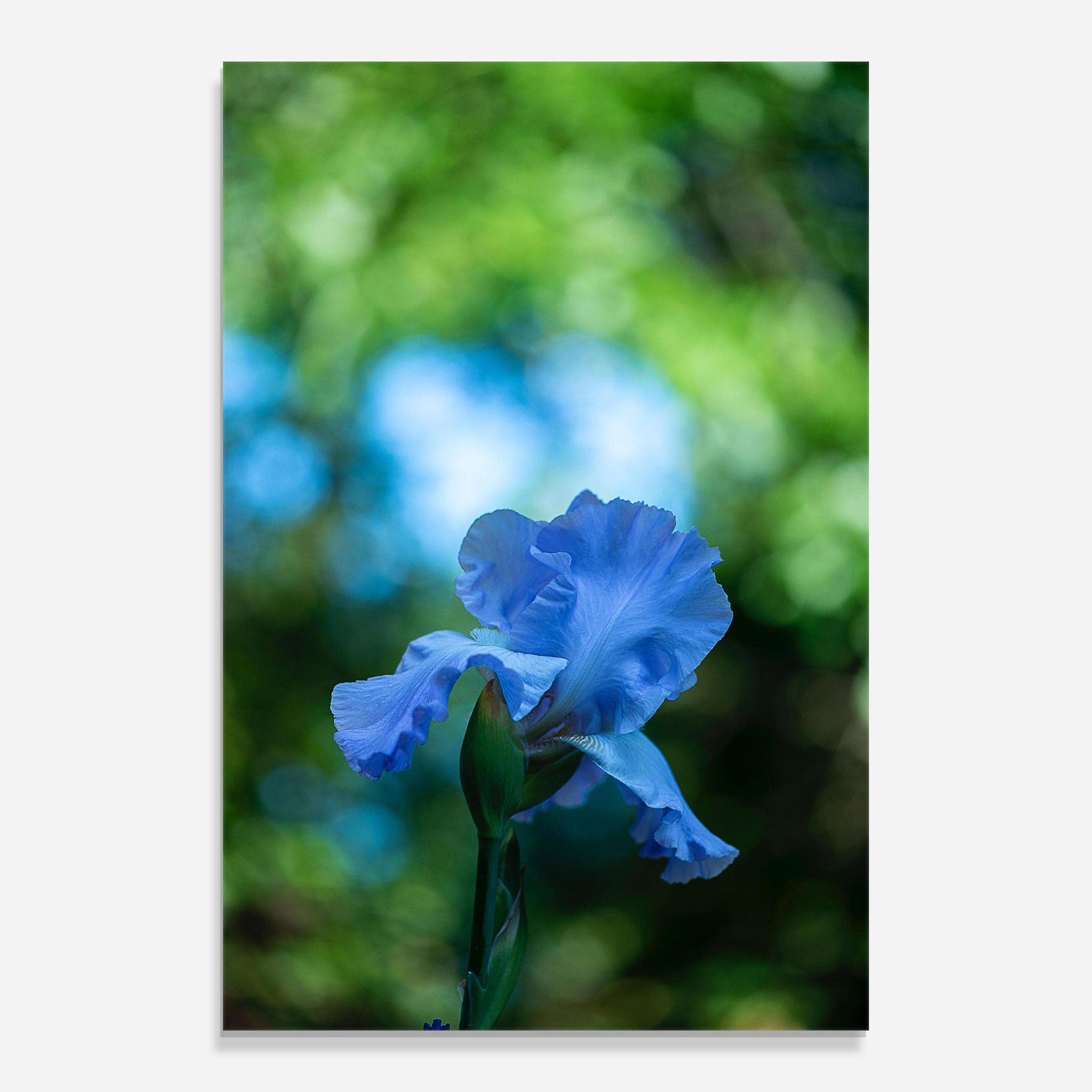 Blue Iris In The Garden mockup 0