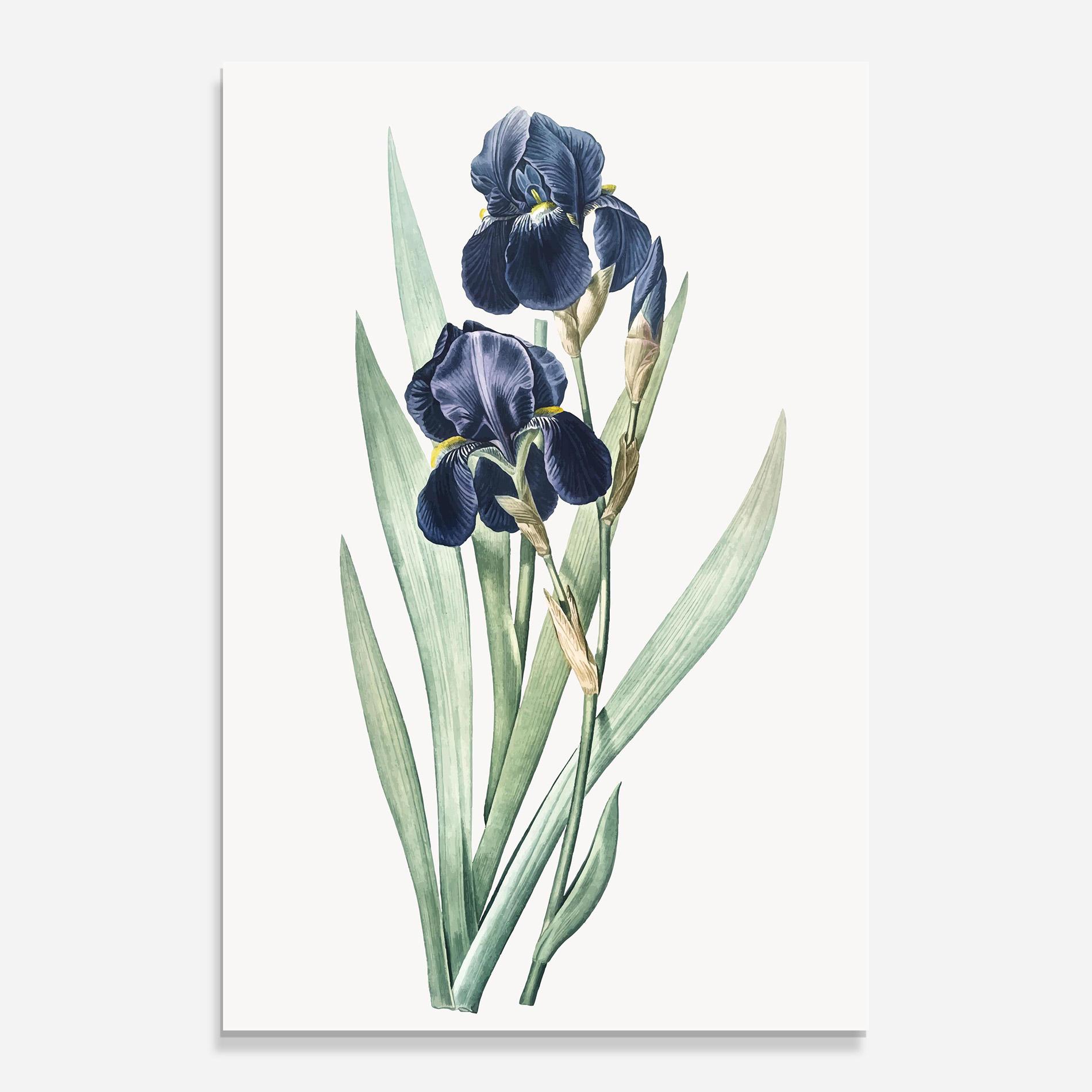 Üvegkép Dark Blue Iris mockup 0