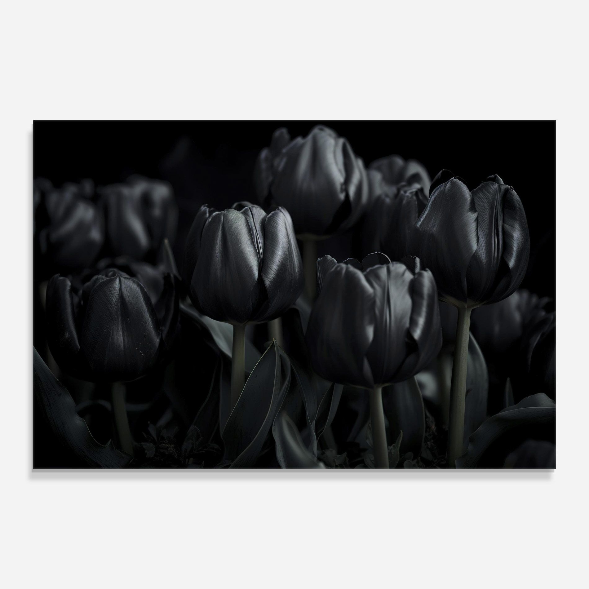 Black Tulips mockup 0