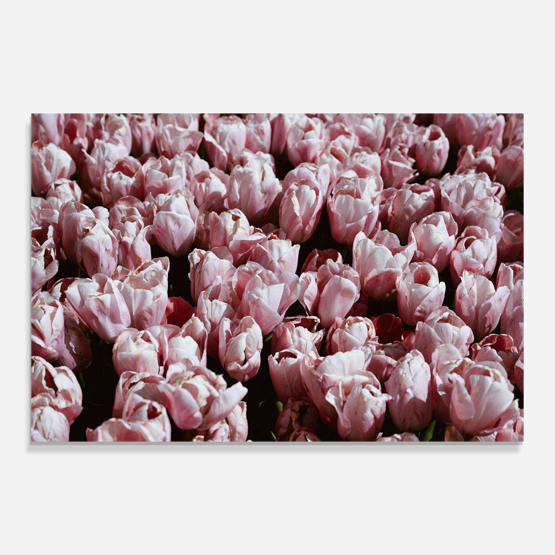 Üvegkép Pastel Pink Tulips Wall mockup 0