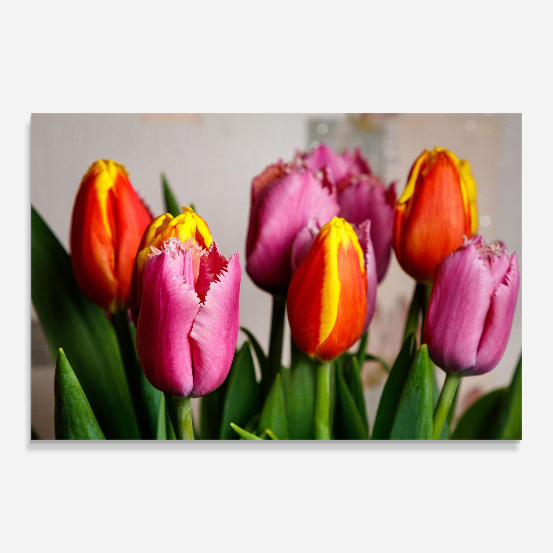 Pink Orange Tulips mockup 0