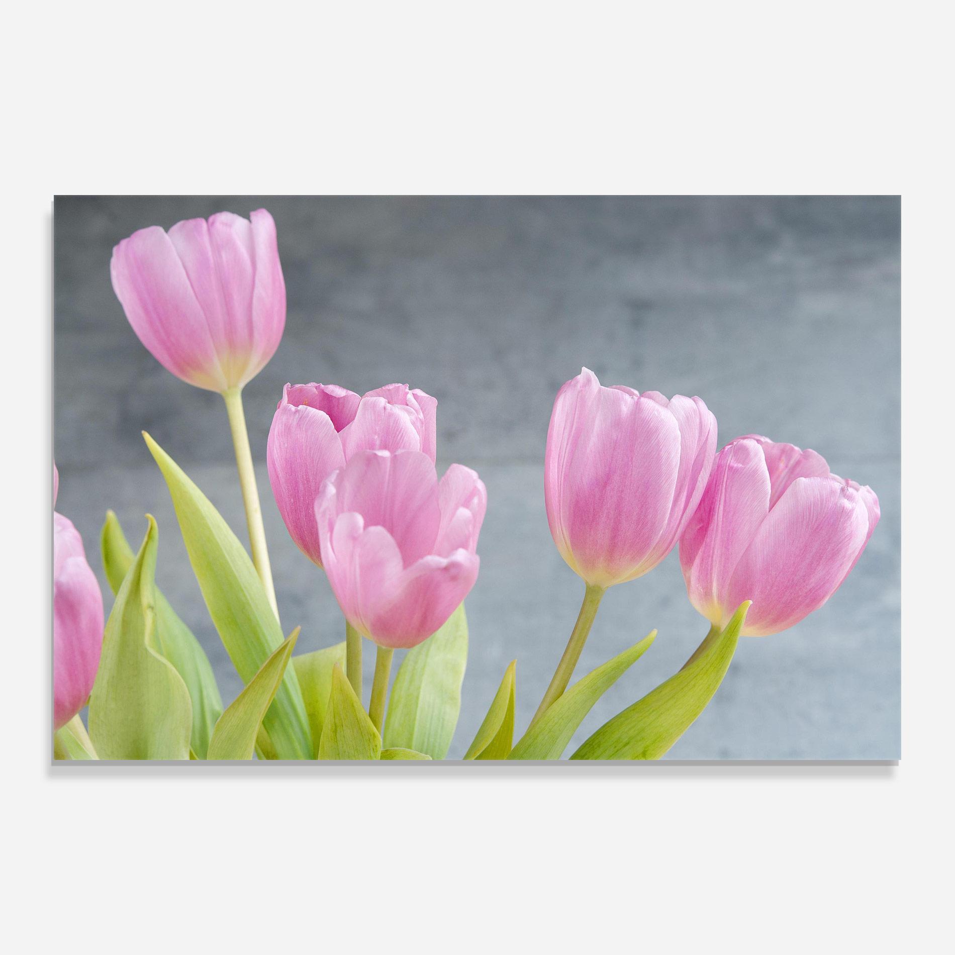 Üvegkép Pink Pastel Tulip On Grey mockup 0