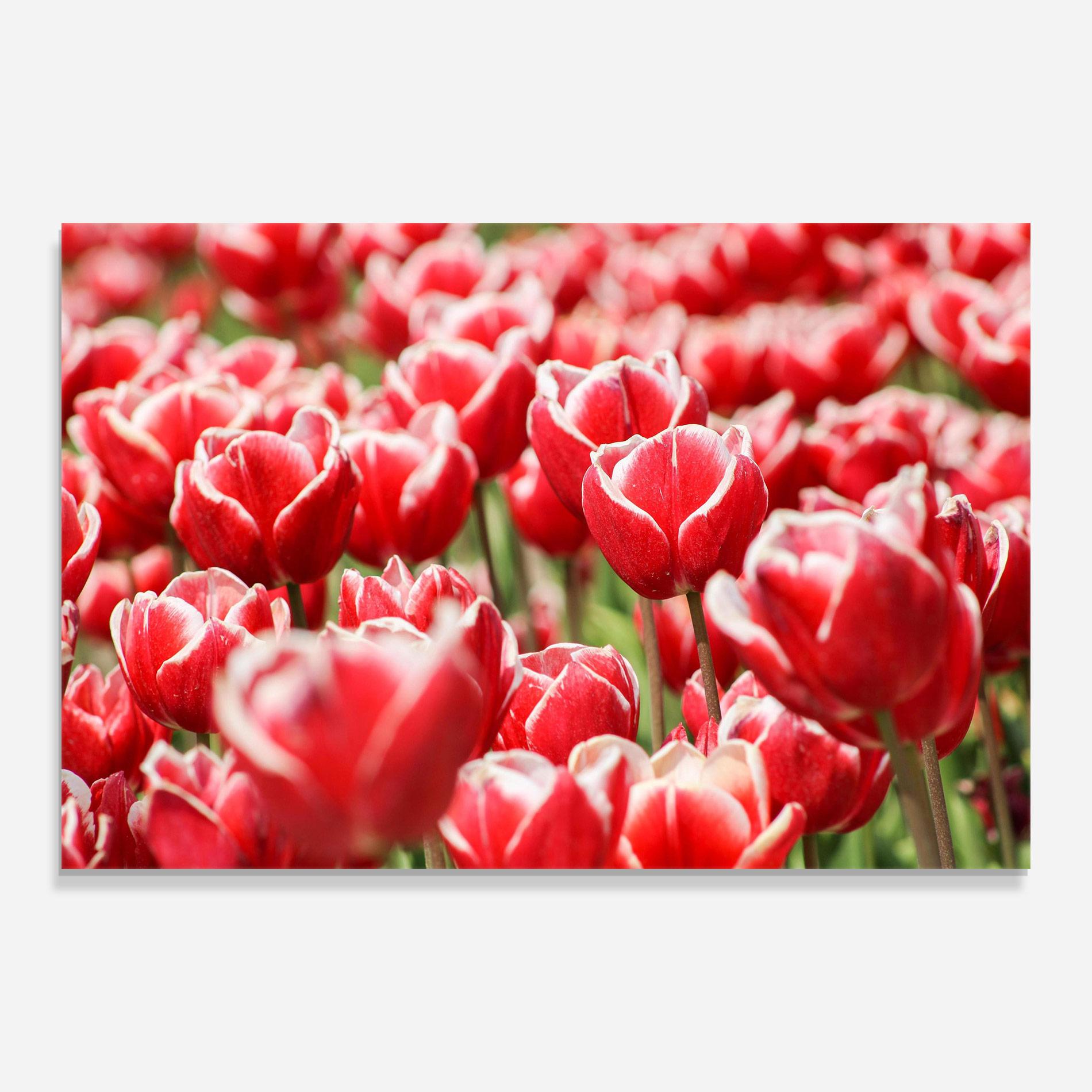 Üvegkép Red White Tulips mockup 0
