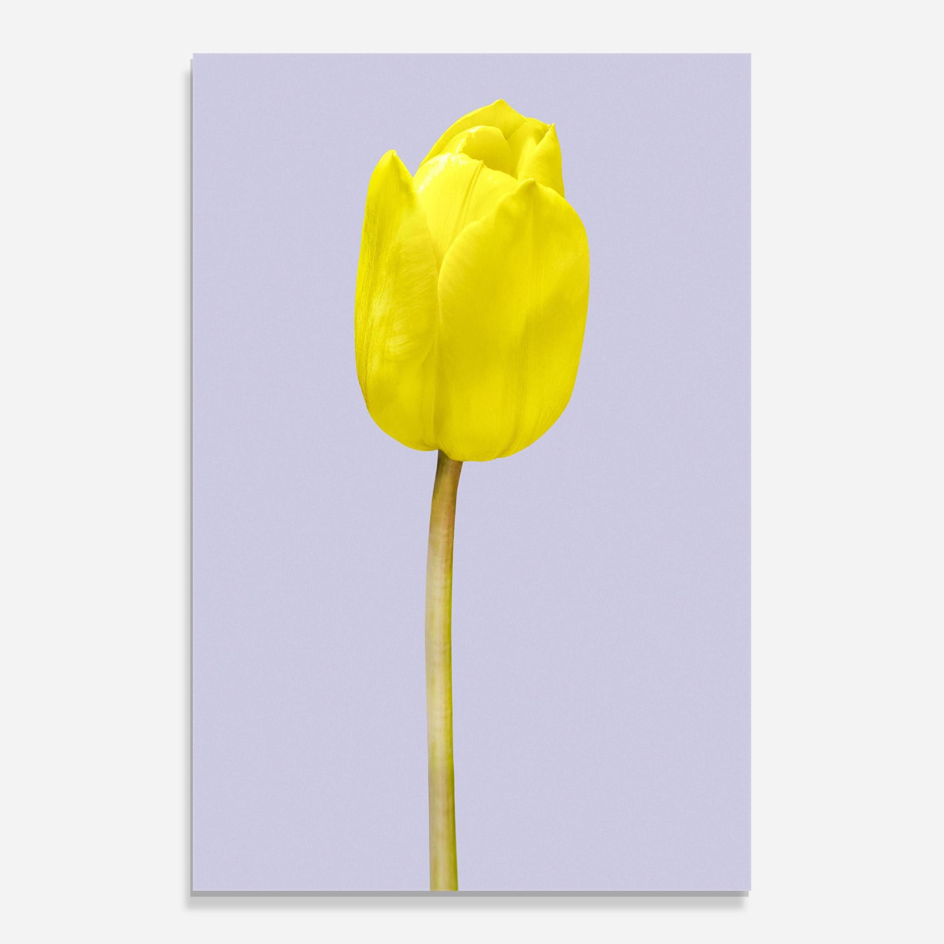 Üvegkép One Yellow Tulip mockup 0