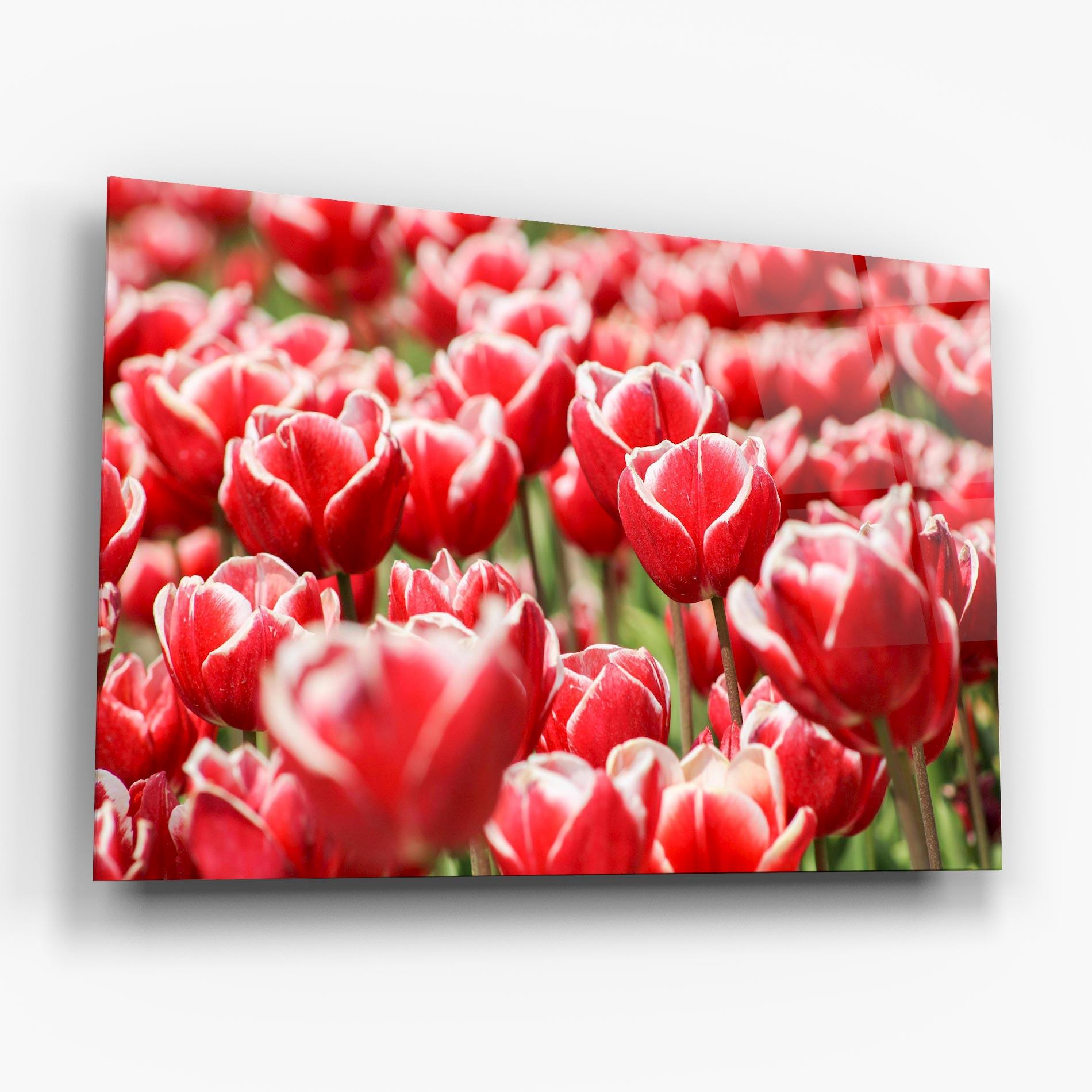 Üvegkép Red White Tulips mockup 6