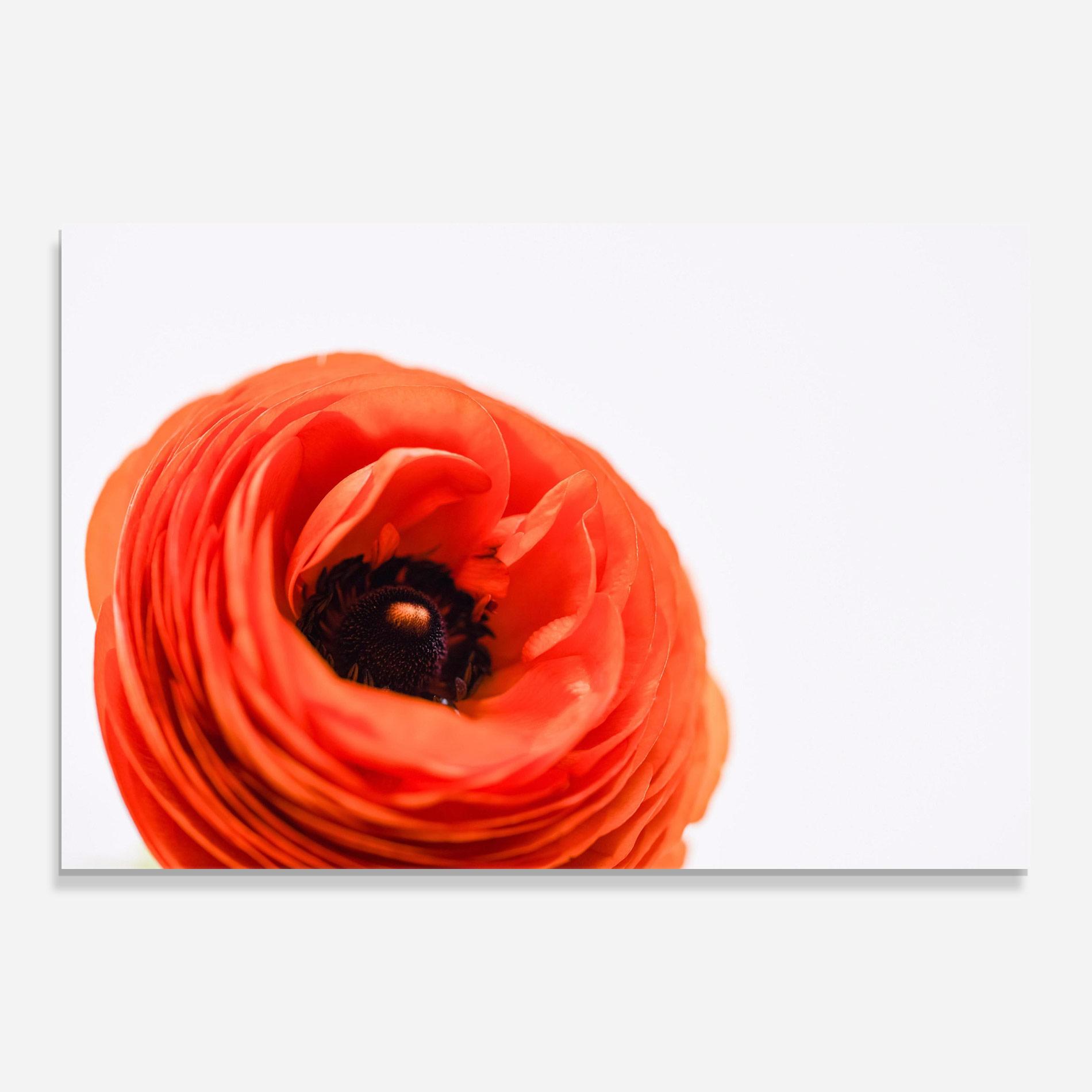 Üvegkép Pretty Red Poppy mockup 0