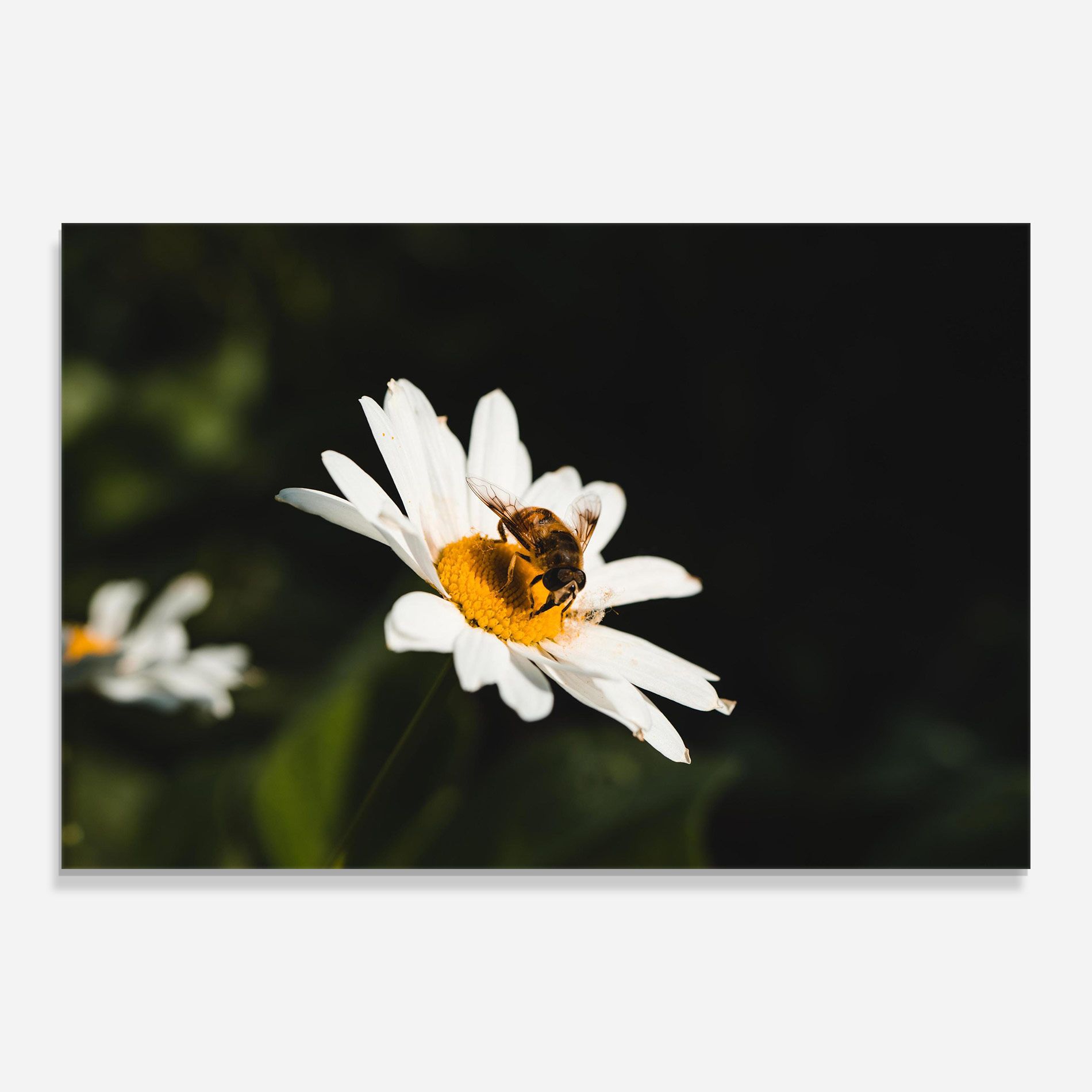 Bee Flying On Daisy mockup 0