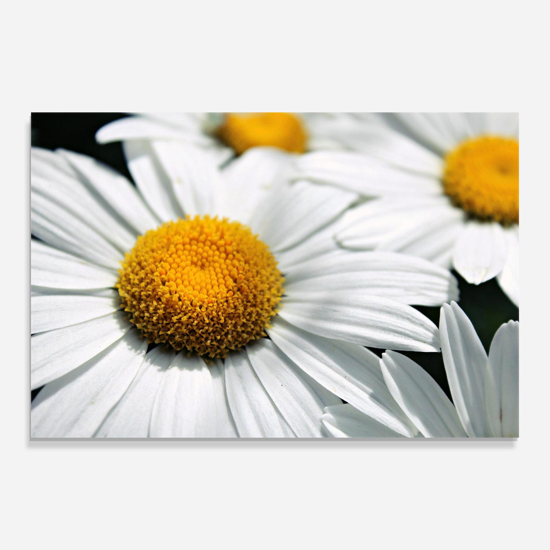 Üvegkép Big Daisies mockup 0