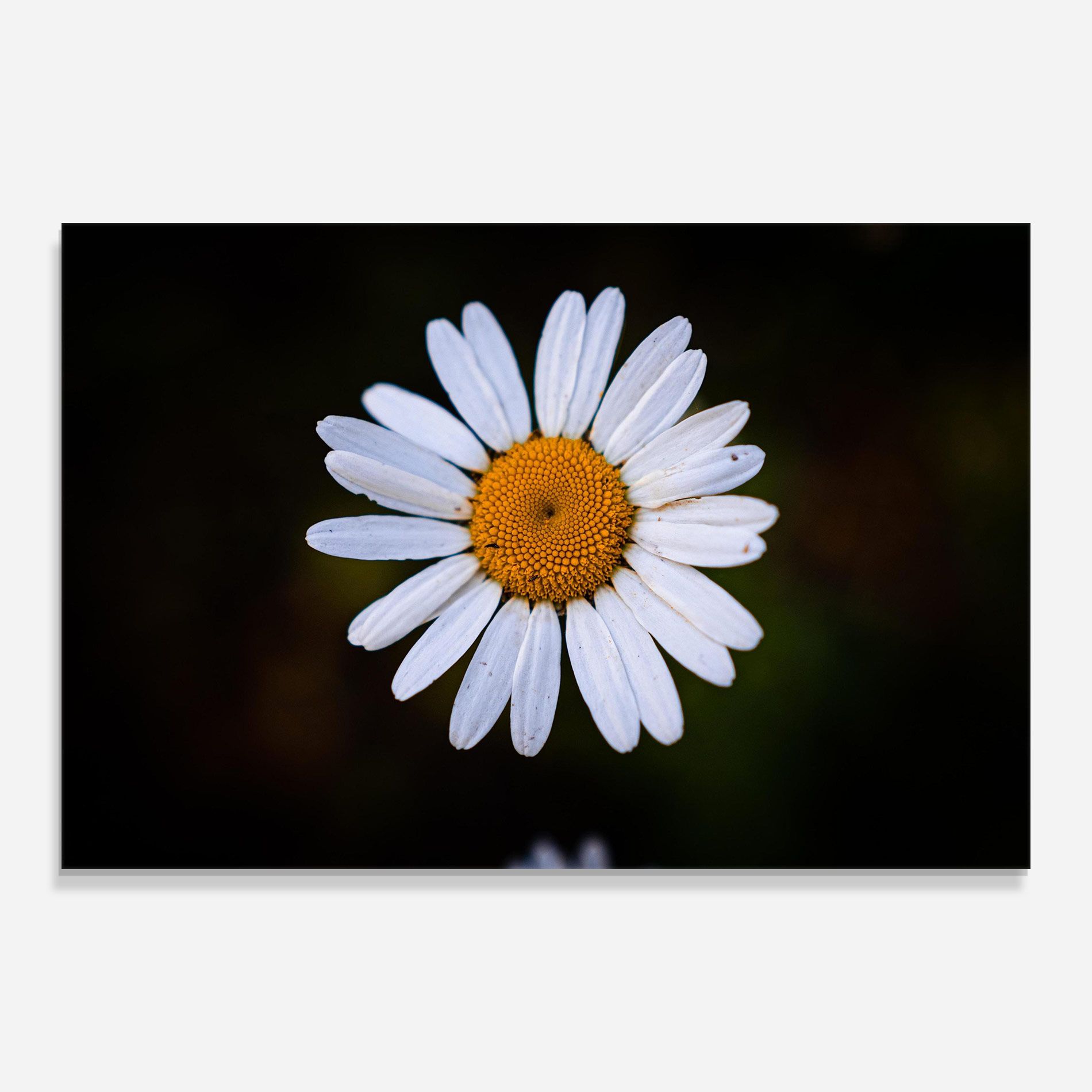 Big Yellow Center Daisy mockup 0