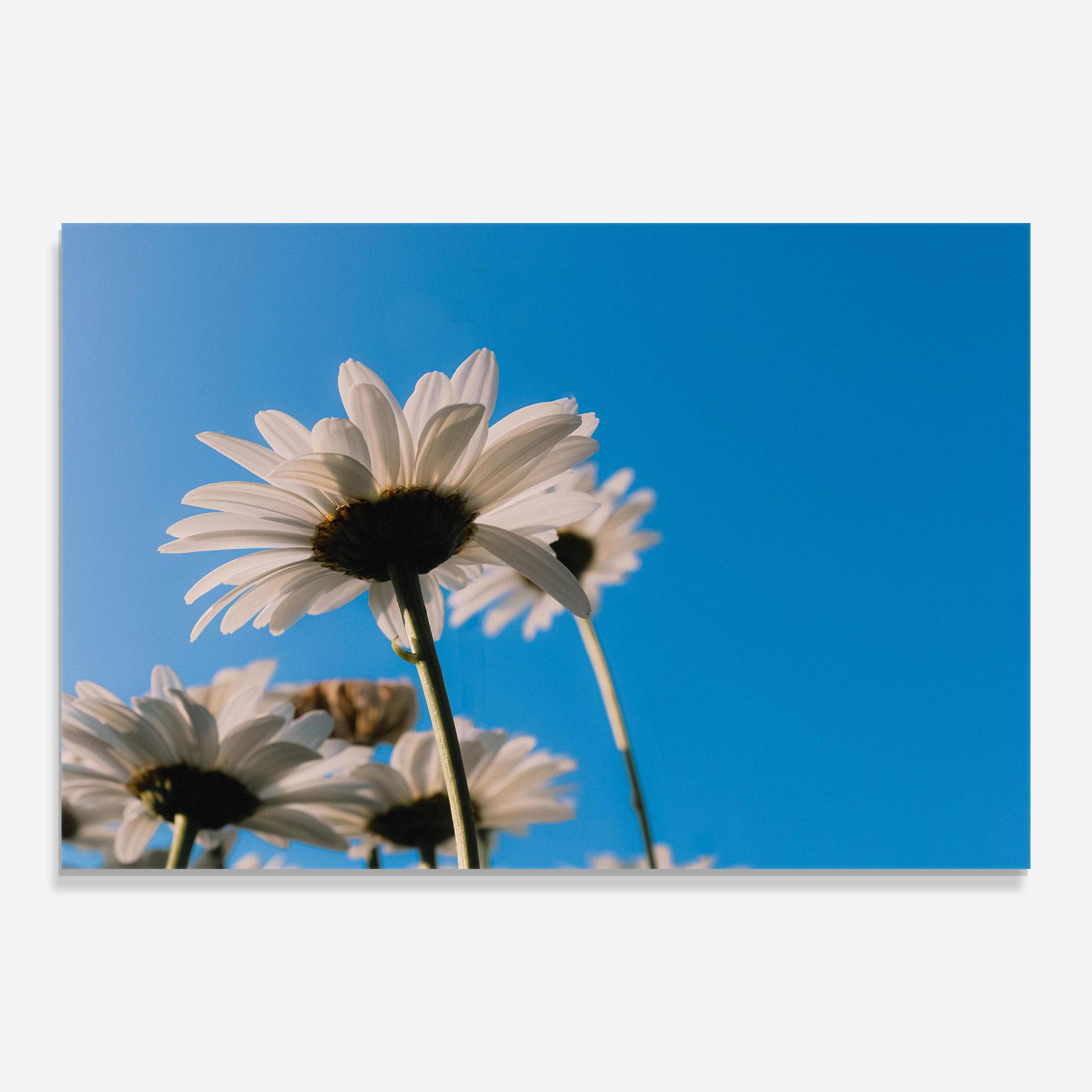 Üvegkép Blue Sky Daisy mockup 0