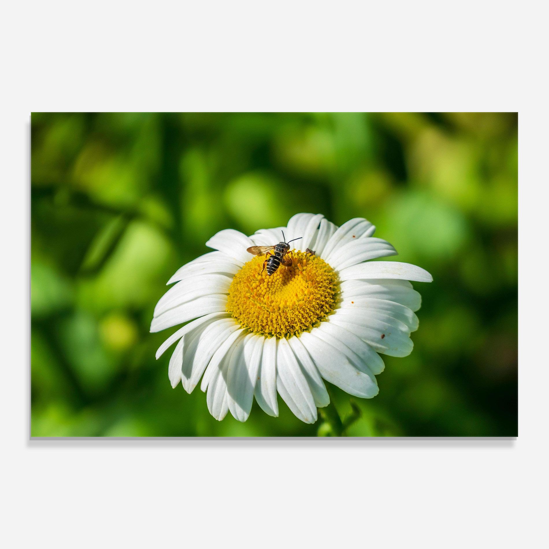 Flying On The Daisy mockup 0