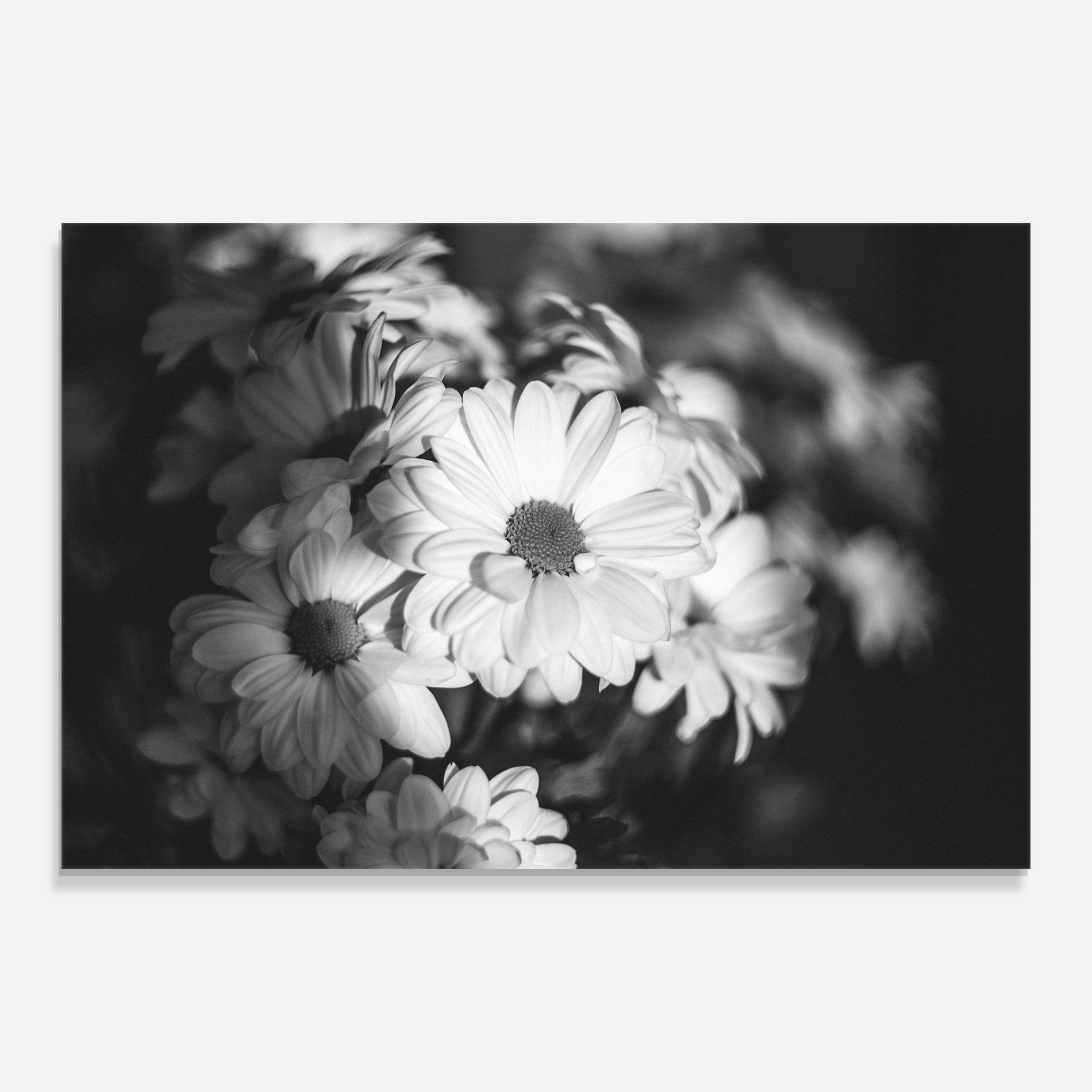 Üvegkép Grey Daisy mockup 0