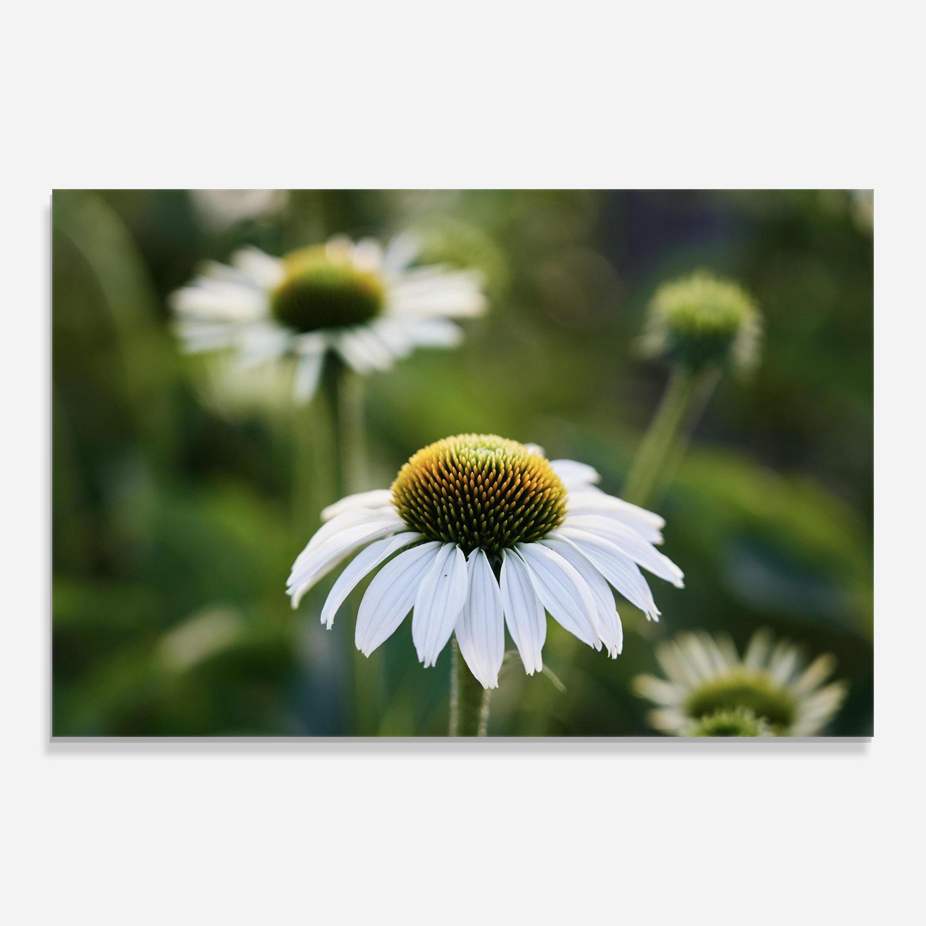 Üvegkép Small Green Daisy mockup 0