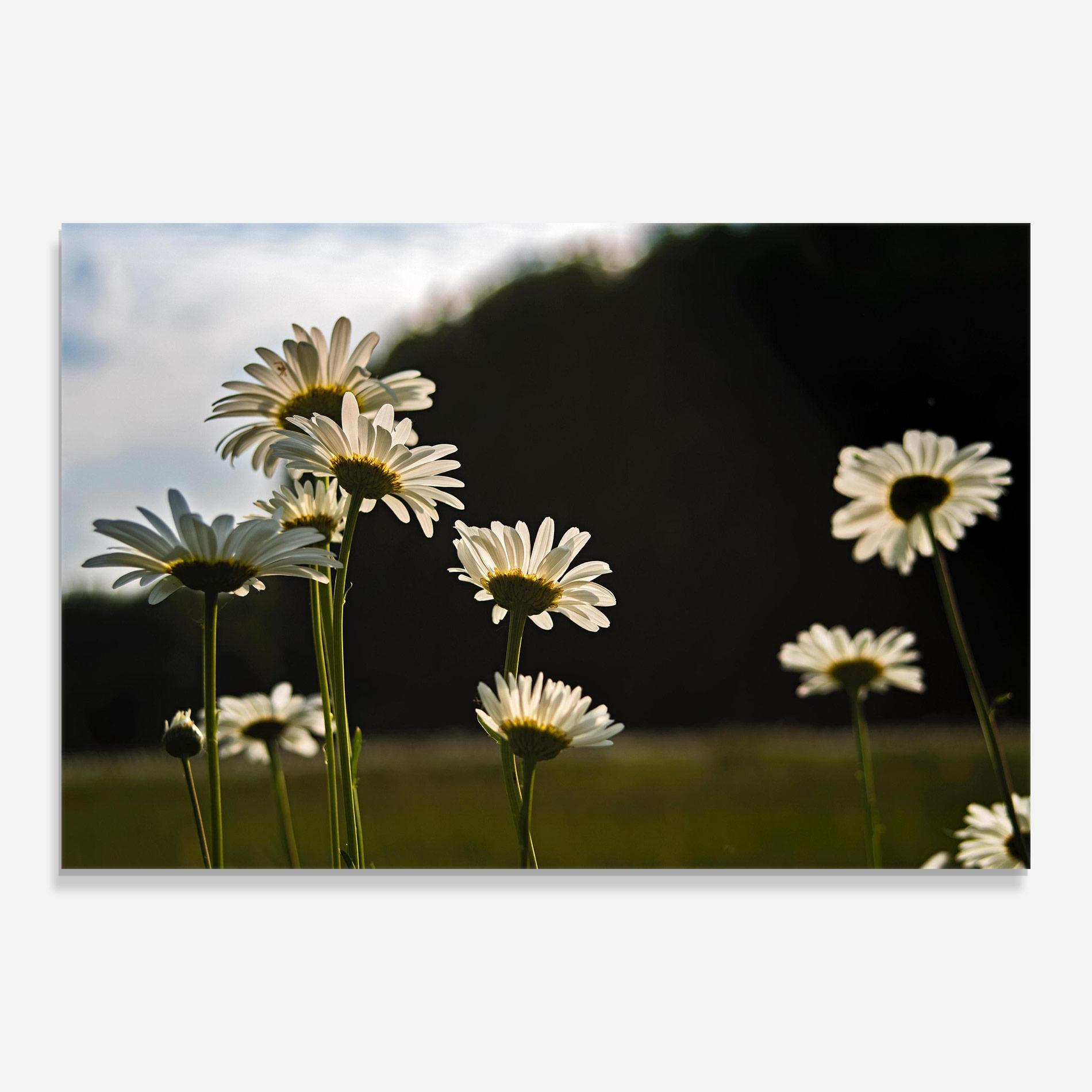 Üvegkép Wild Daisy mockup 0