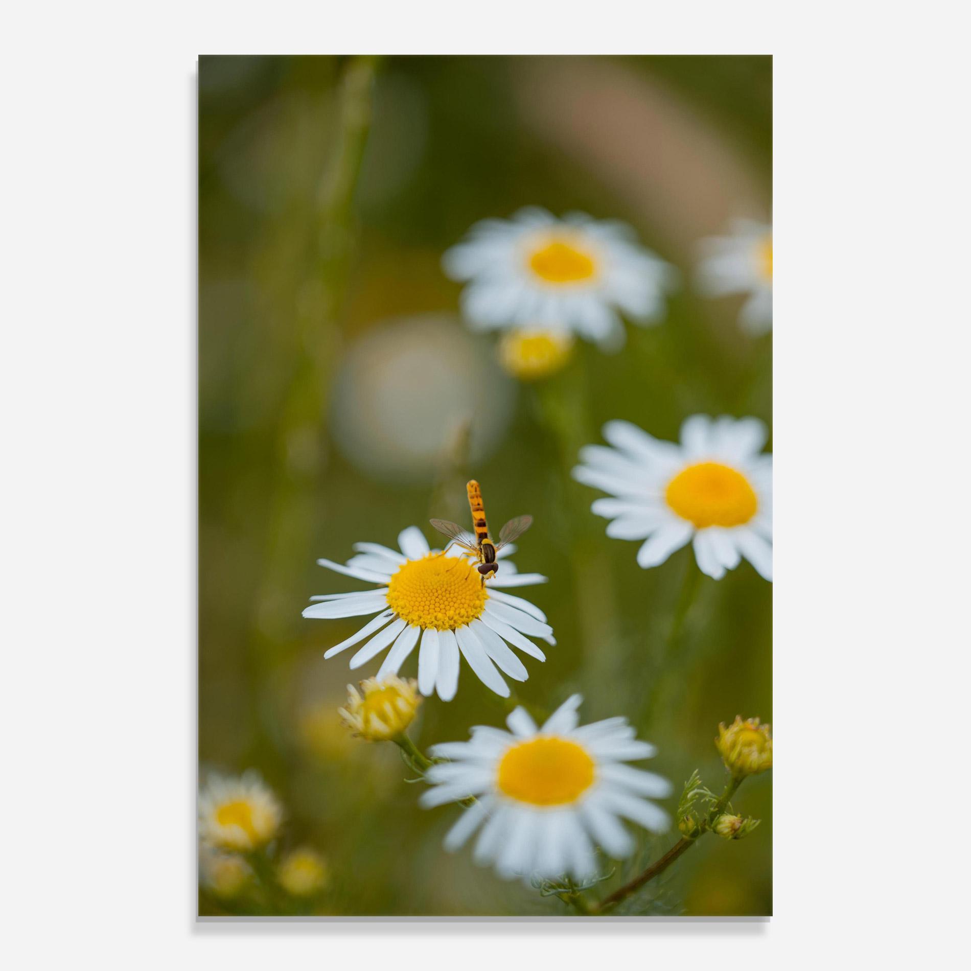 Üvegkép Bug On Small Daisy mockup 0