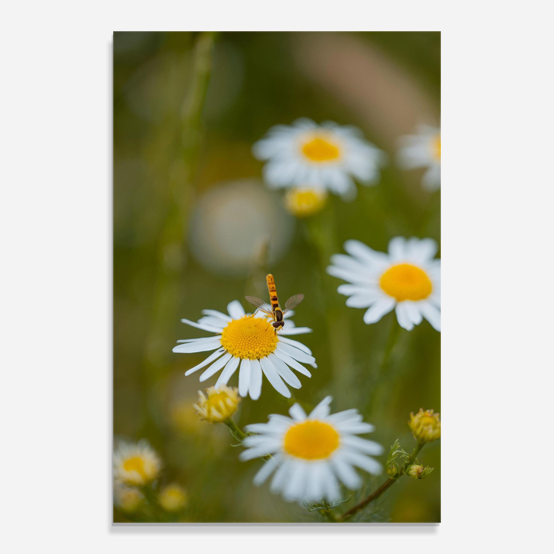 Bug On Small Daisy mockup 0