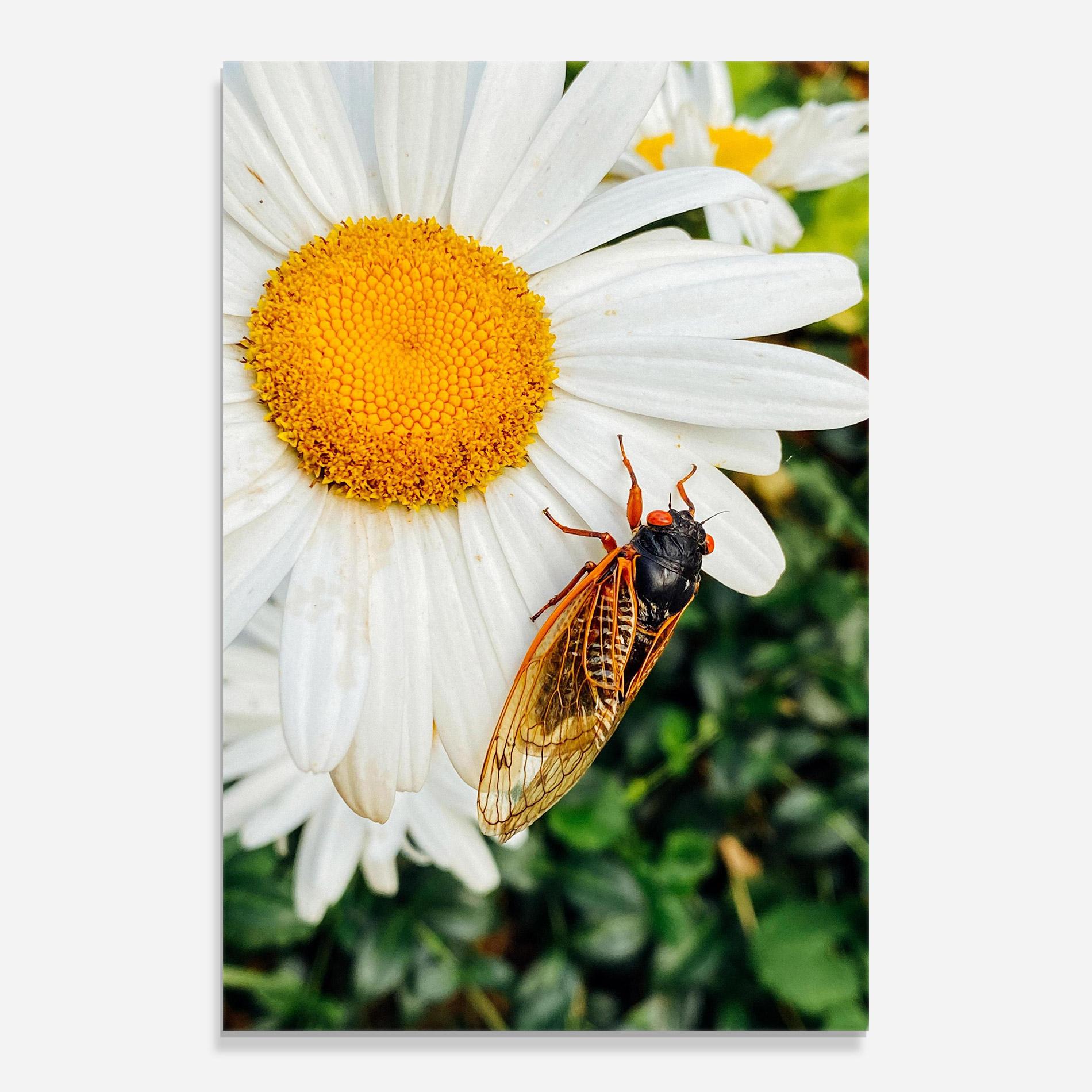 Üvegkép Bug On The Daisy mockup 0