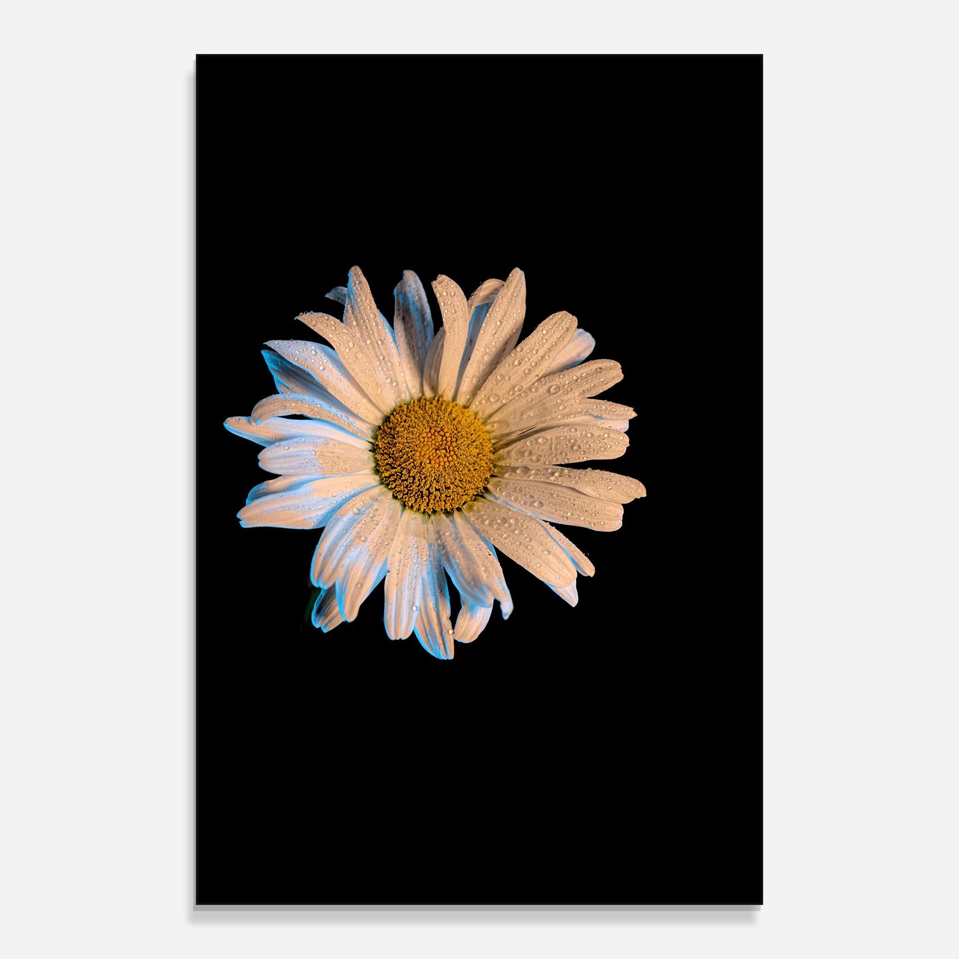 Daisy mockup 0