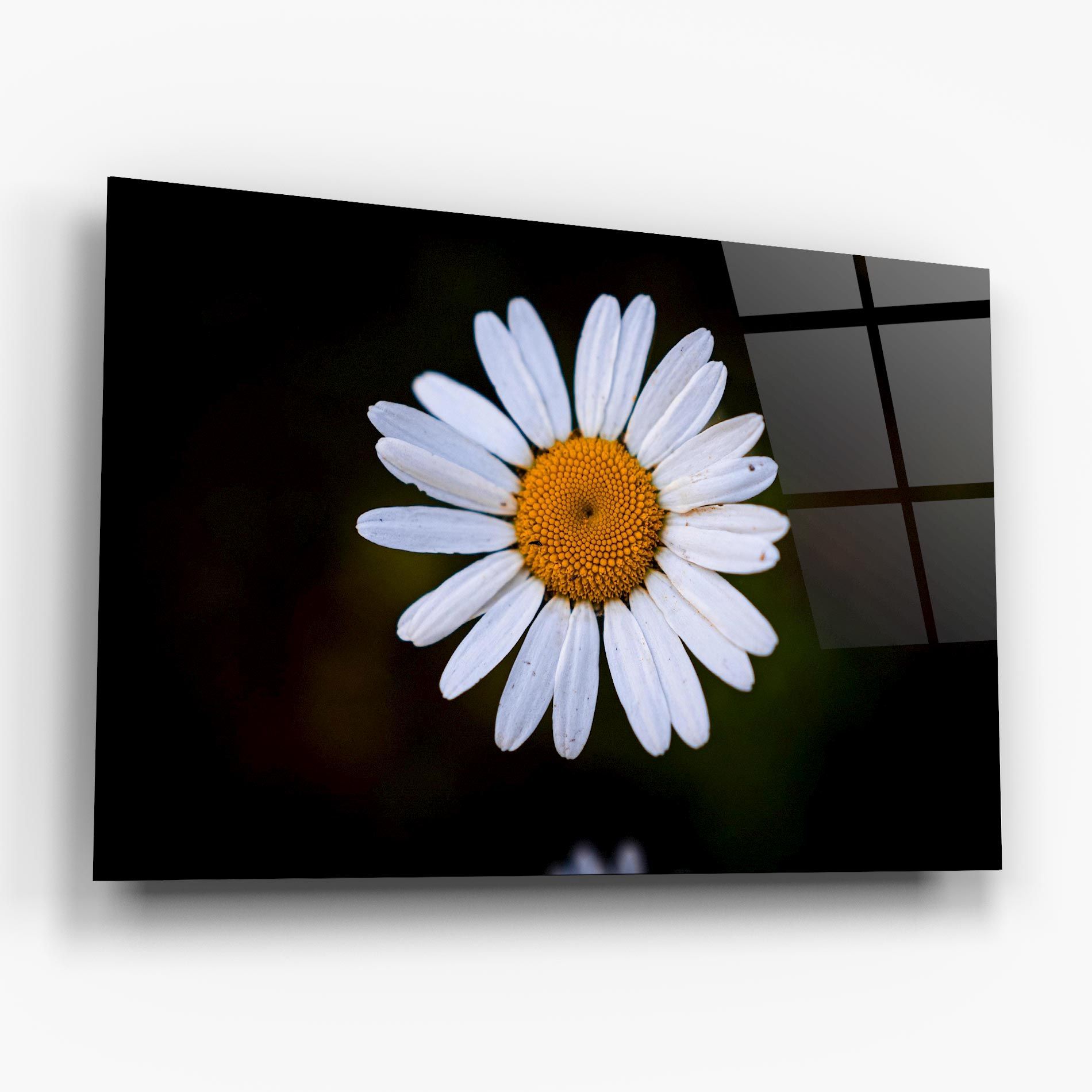 Big Yellow Center Daisy mockup 6