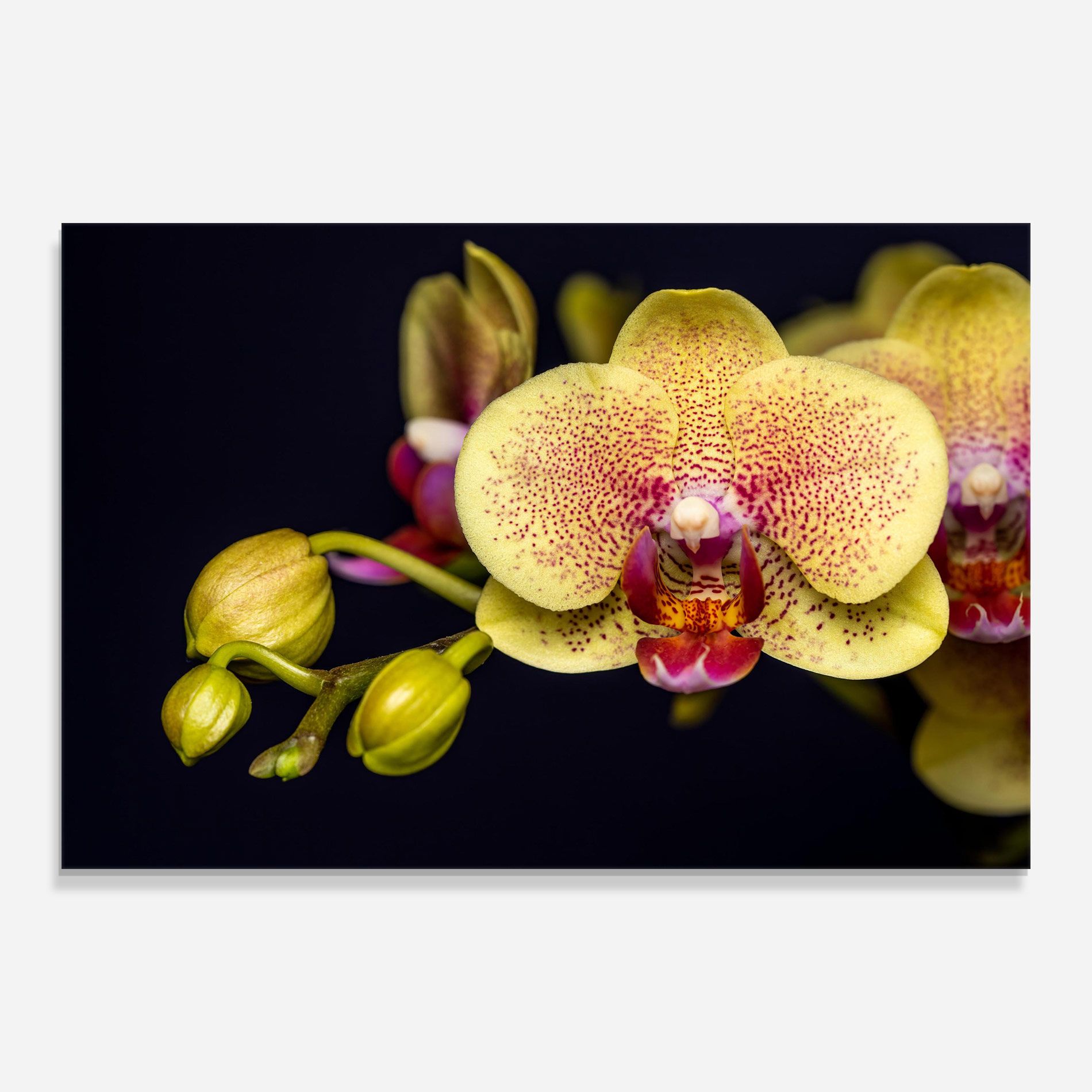 Baby Orchid mockup 0