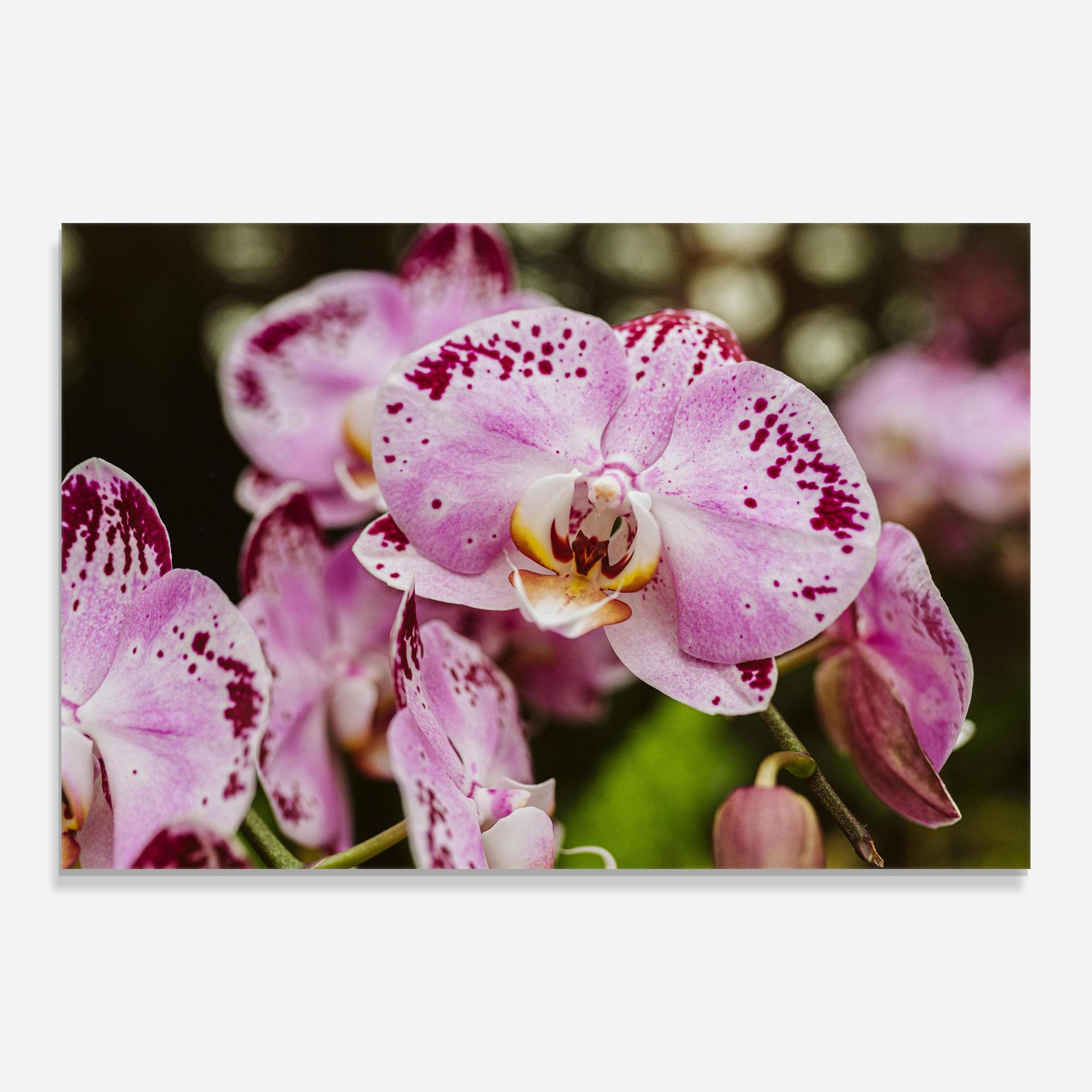 Üvegkép Big Pink Orchid In Nature mockup 0