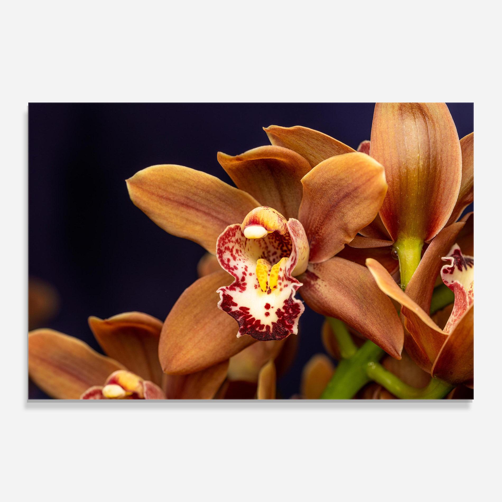 Üvegkép Dirty Orange Orchid mockup 0