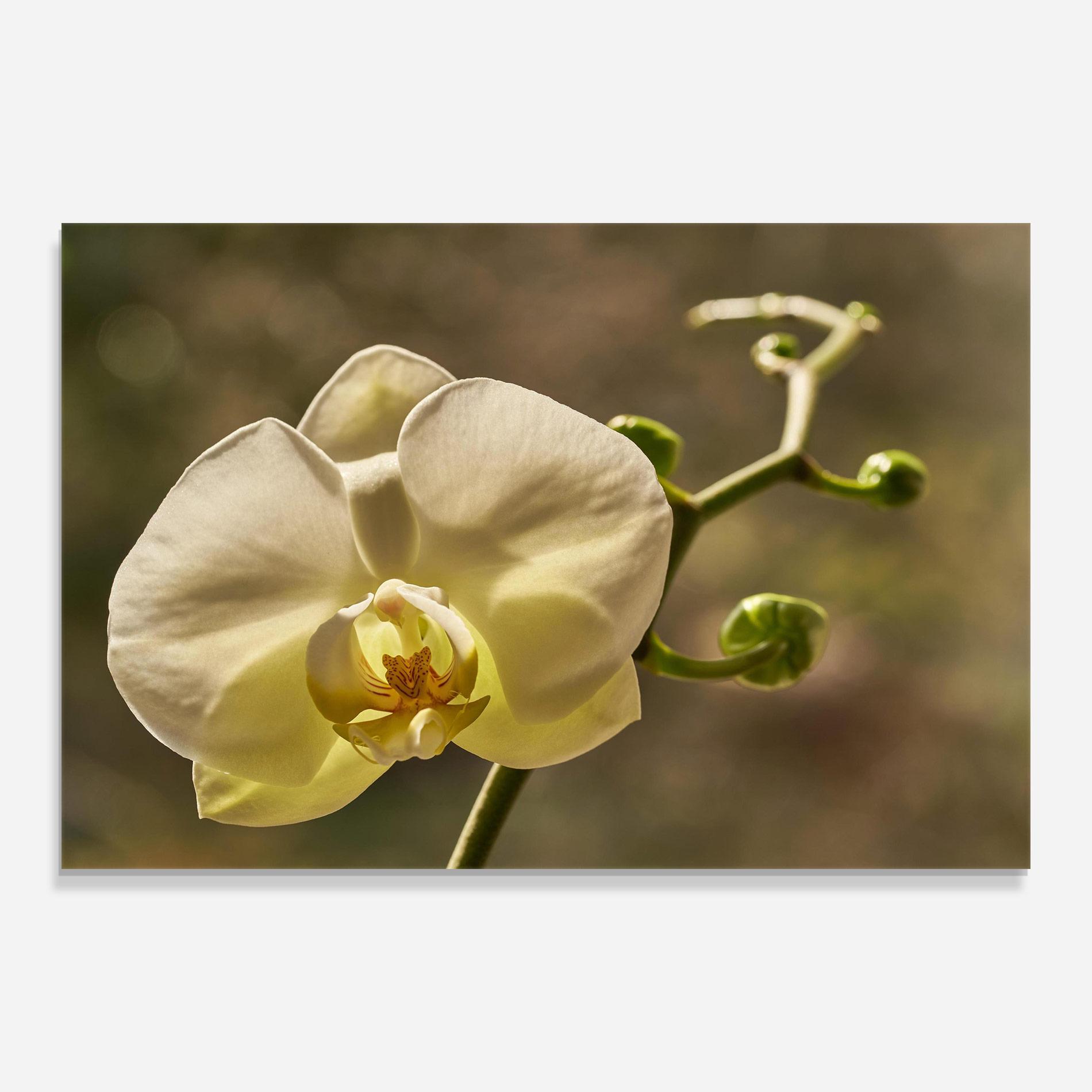 Üvegkép Pastel Yellow Orchid In Garden mockup 0