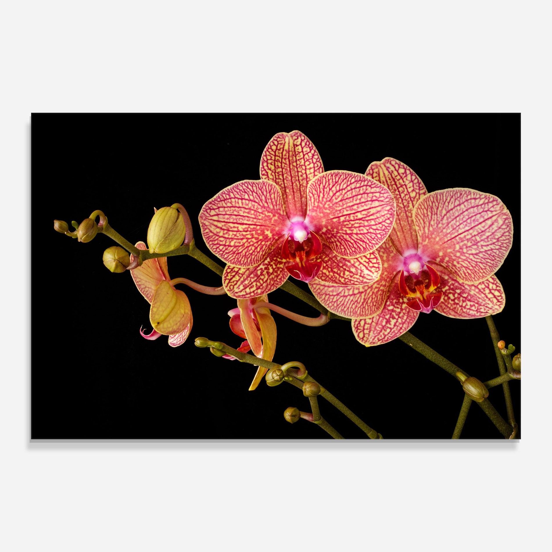 Üvegkép Pink Orchids On Black mockup 0