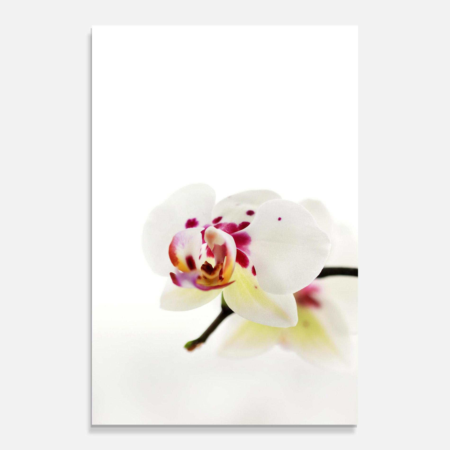 Üvegkép Clean White Orchid mockup 0