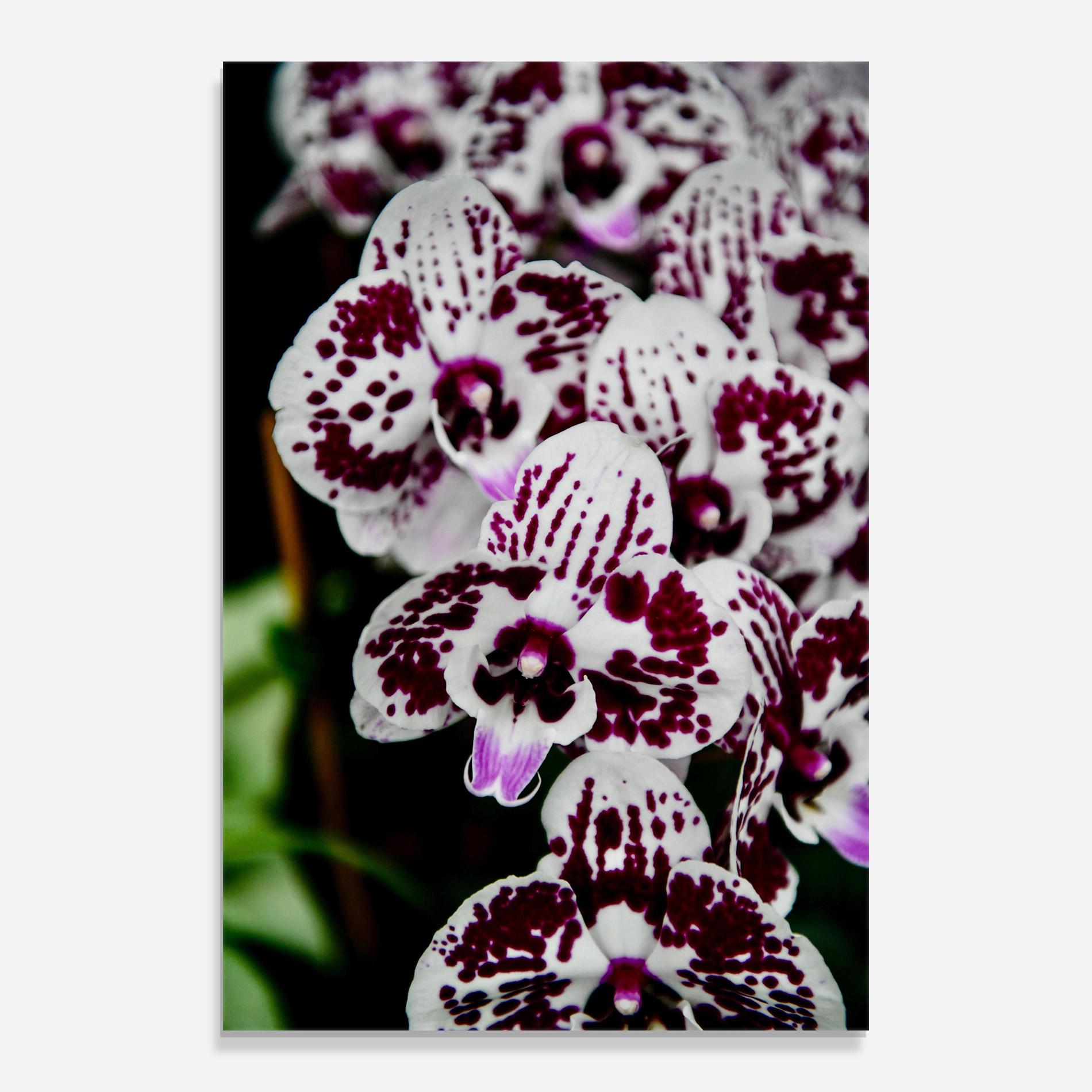 Üvegkép Dark Purple Orchids mockup 0