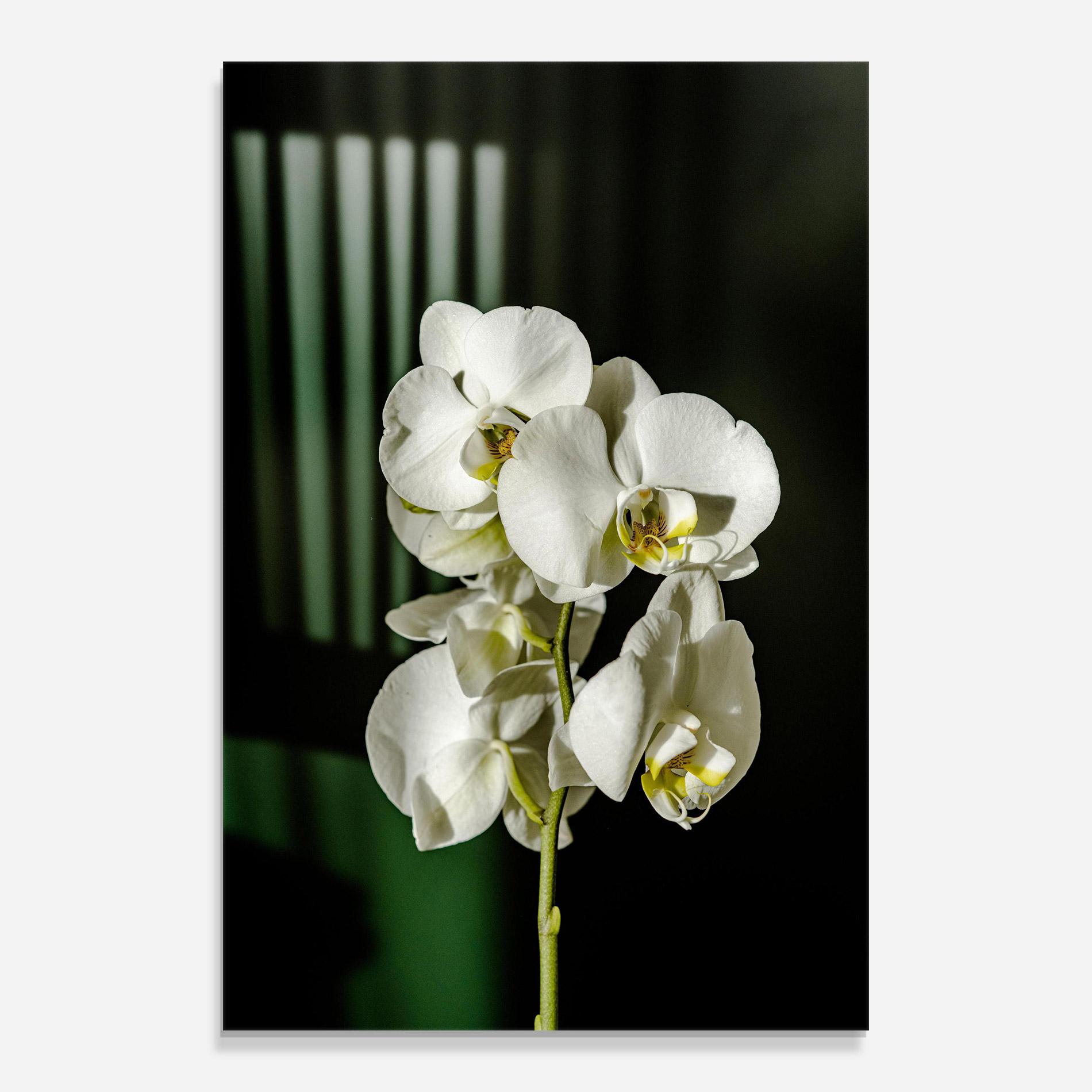 Üvegkép Orchid On Green mockup 0